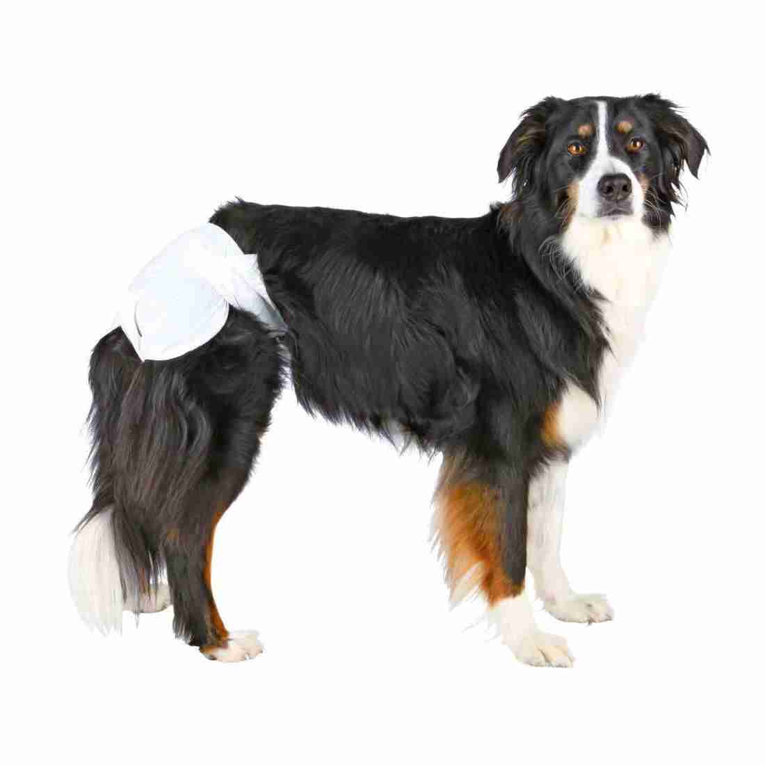 Trixie Diapers For Male Dogs Dispenser 12 Pcs