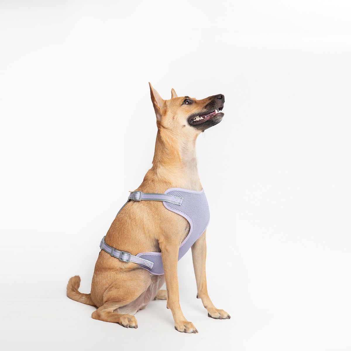 Ezra Adjustable Mesh Harness for Dogs, Purple (Medium)