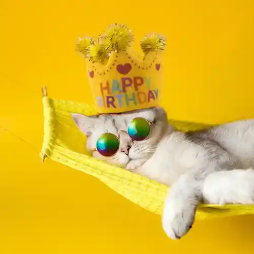 Barkbutler Fofos Birthday Crown Catnip Toy for Cats