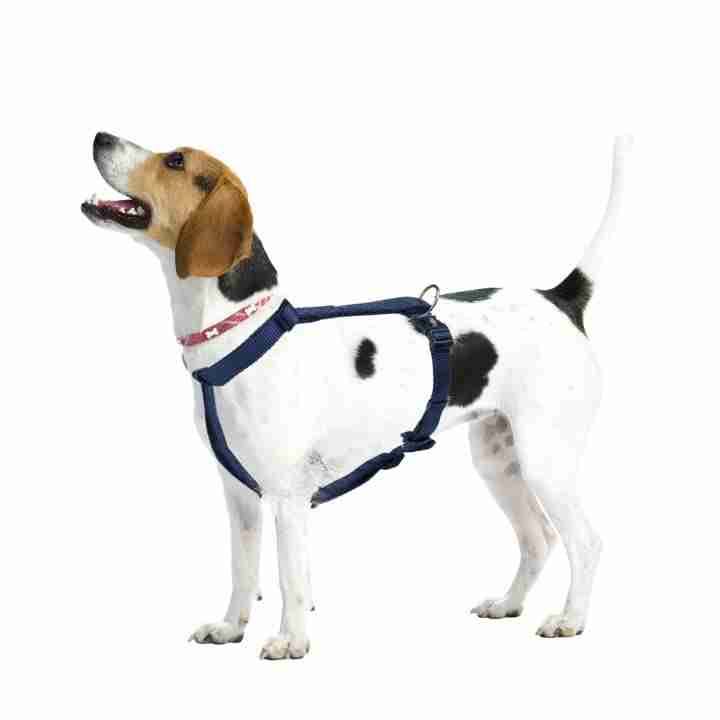 Trixie Premium H Harness for Dogs, Indigo