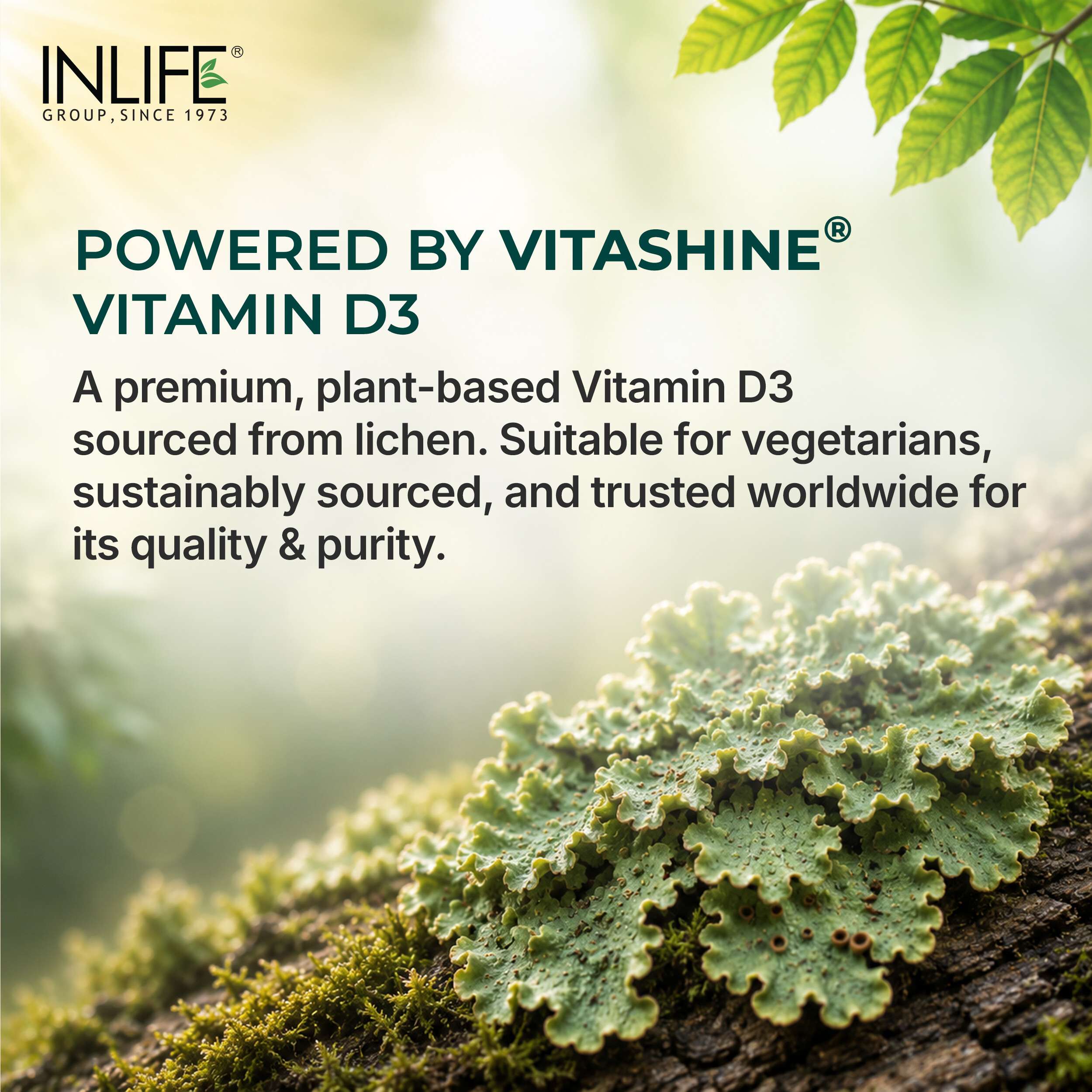 Inlife | Vitamin D3 600 IU K2 MK7 55 mcg | Plant Based Lichen Sourced | Bone Muscle & Immunity Health | Men Women | 60 Veg Cap
