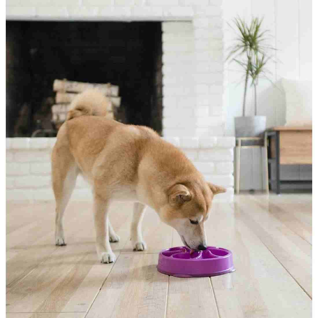 Outward Hound Mini Breed Slow Feeder Dog Bowl