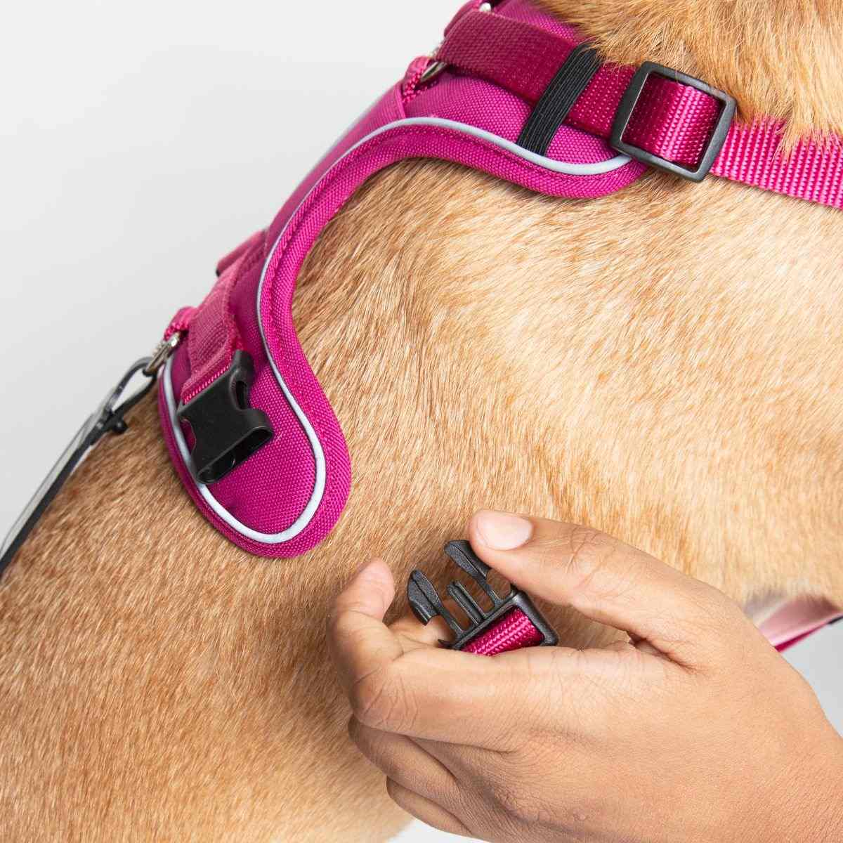 Ezra Comfort Harness for Dogs, Violet (Medium)