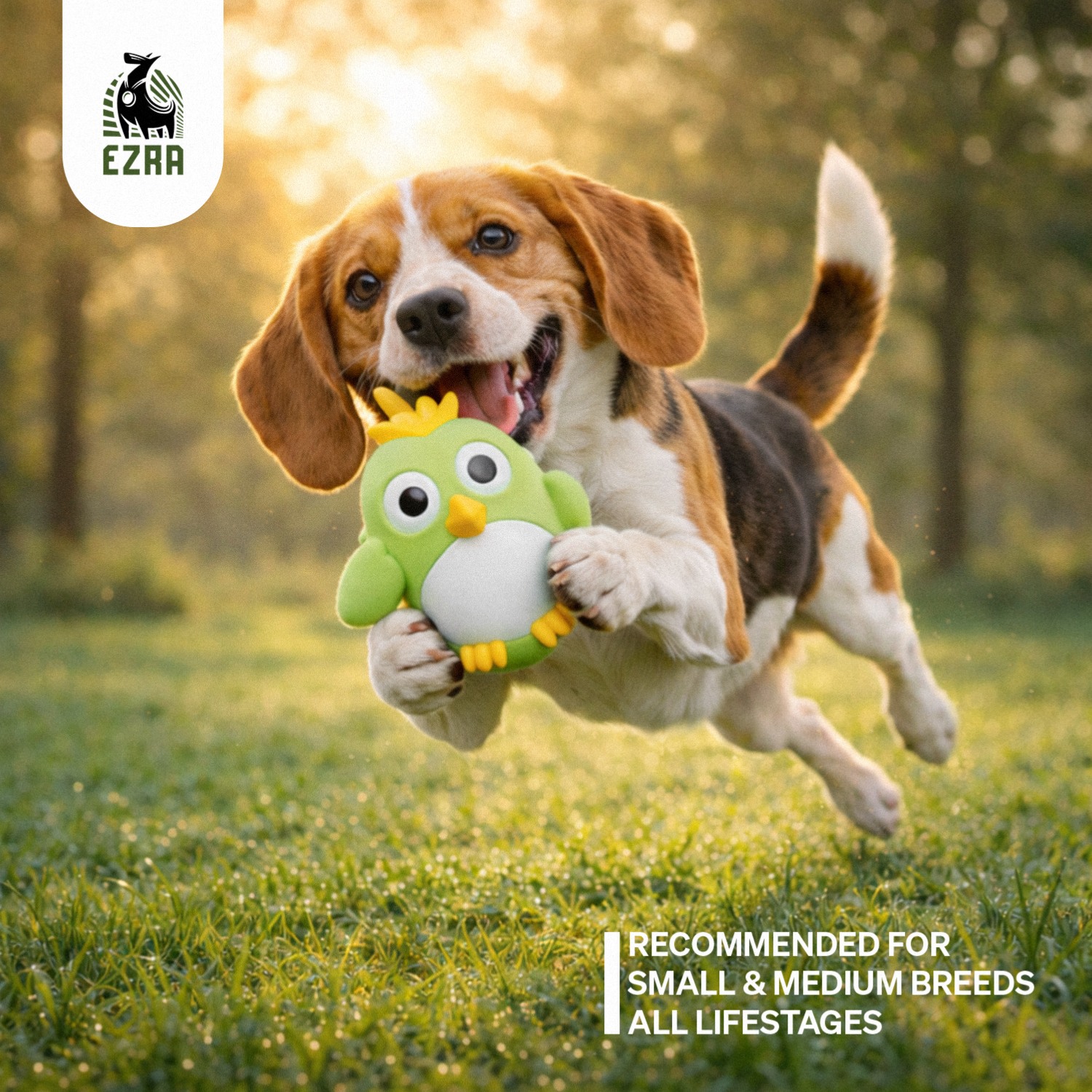 Ezra Play Young chicken Bird Squeaky Latex Toy