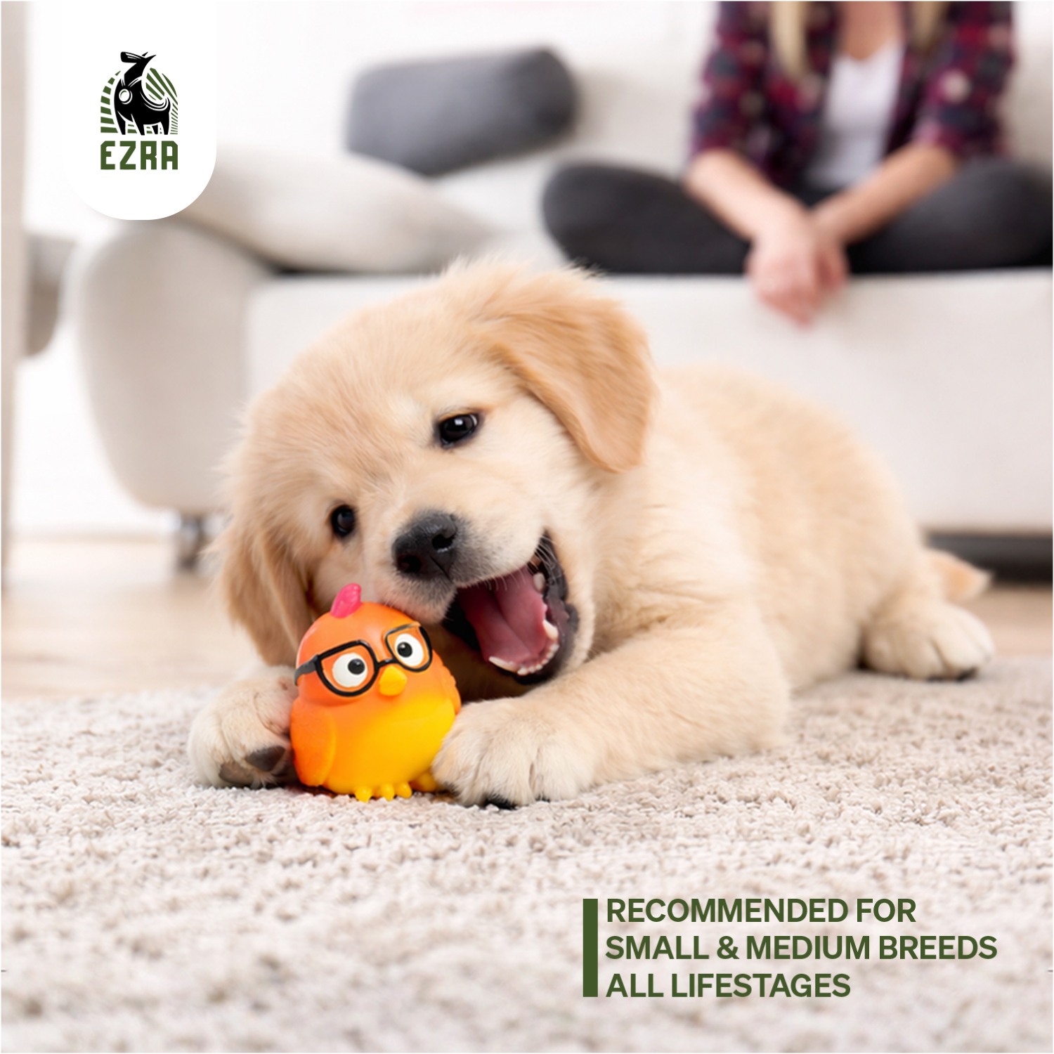 Ezra Play Glasses Chicken Squeaky Latex Toy