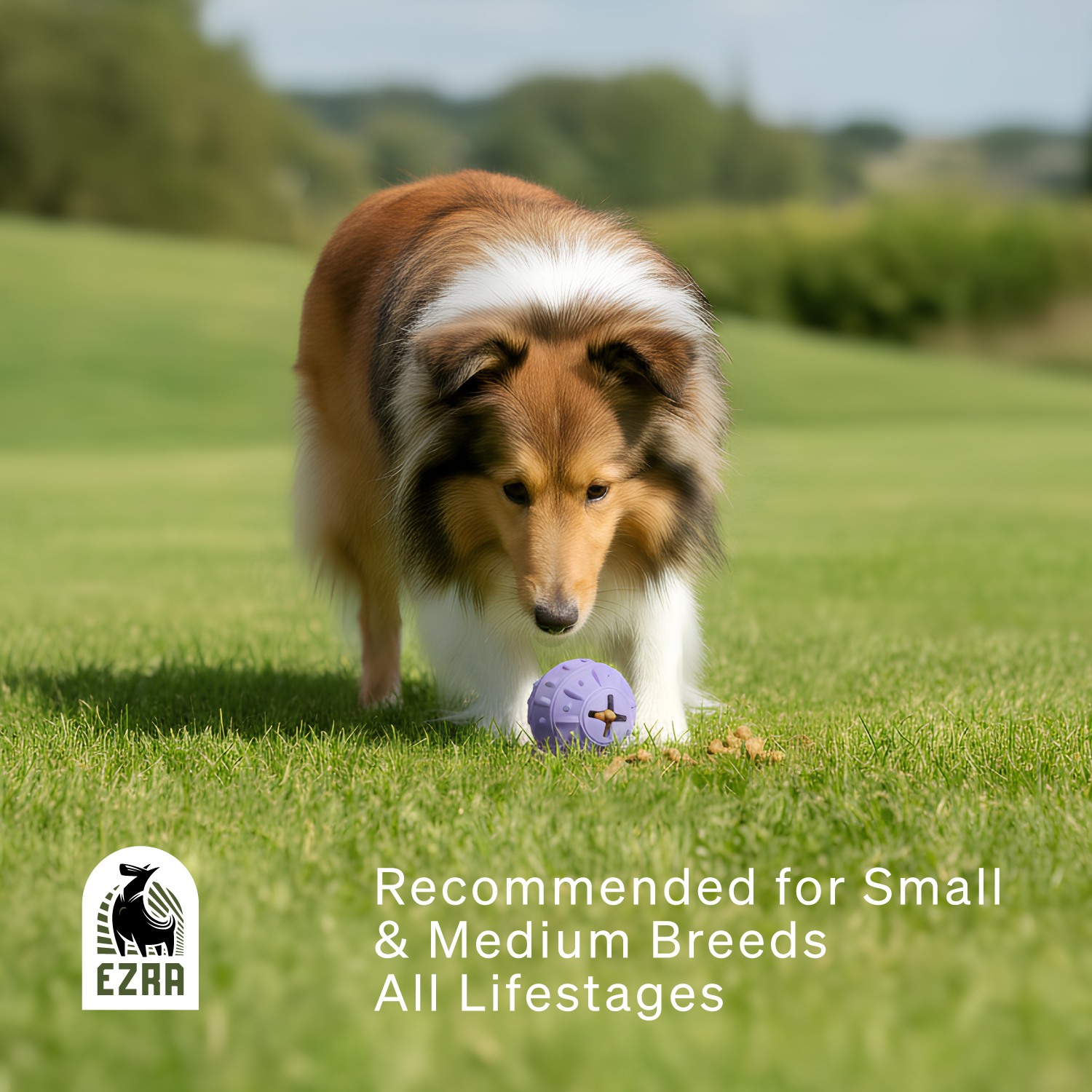 Ezra Play Bamboo Ball - Purple Rubber Toy