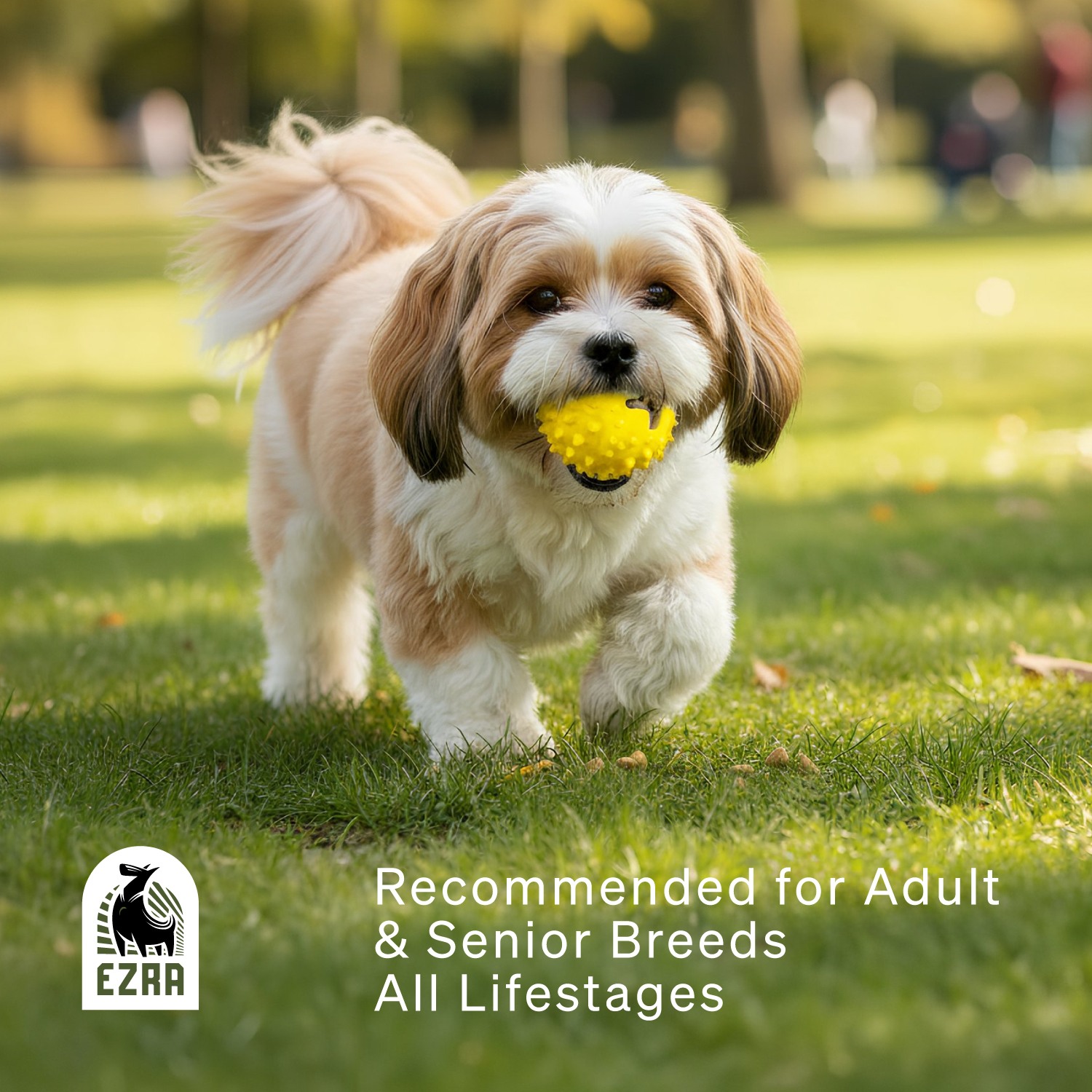 Ezra Play Round Spiky Rubber Ball Pet Toy - Yellow