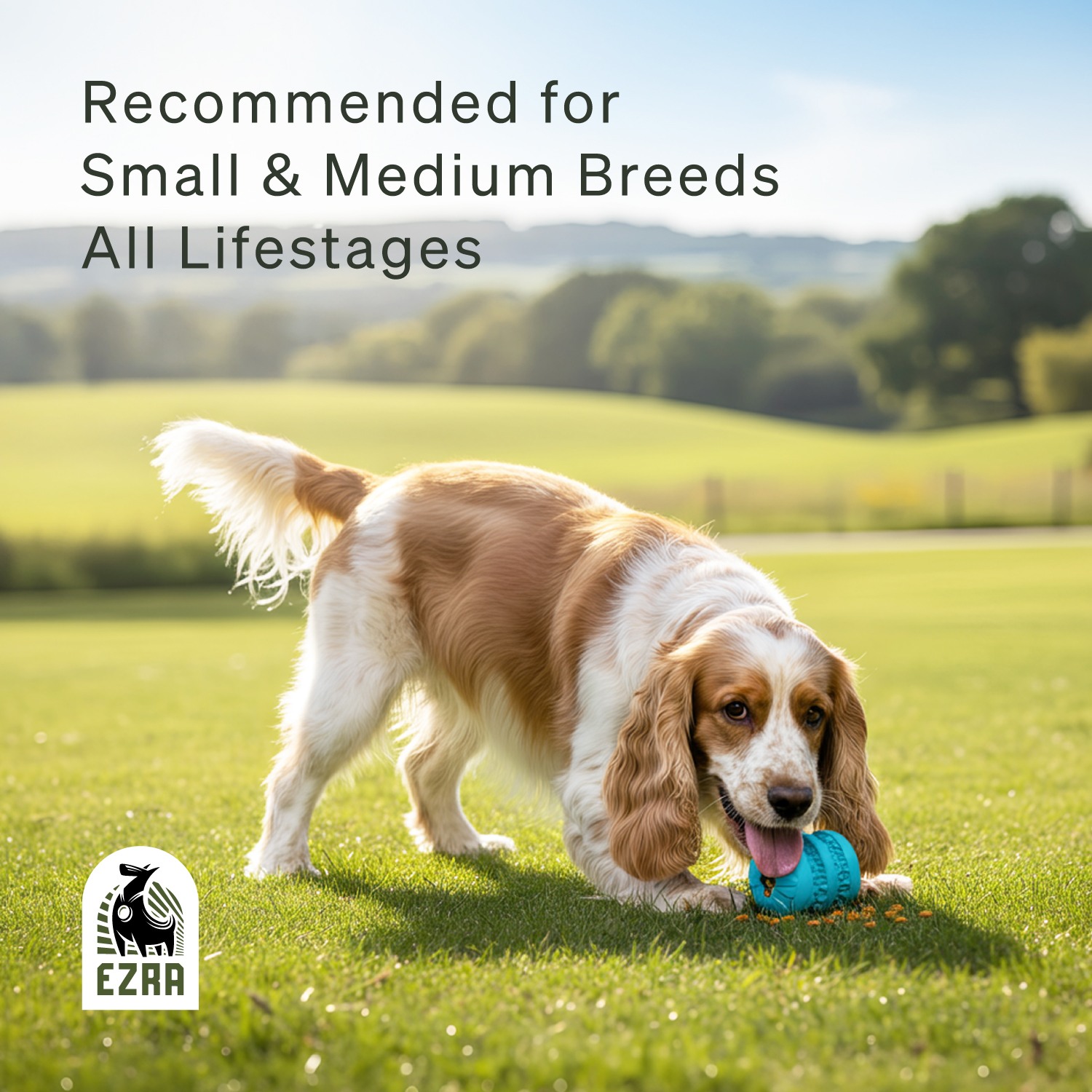 Ezra Play Treat Cylinder - Blue Rubber Toy