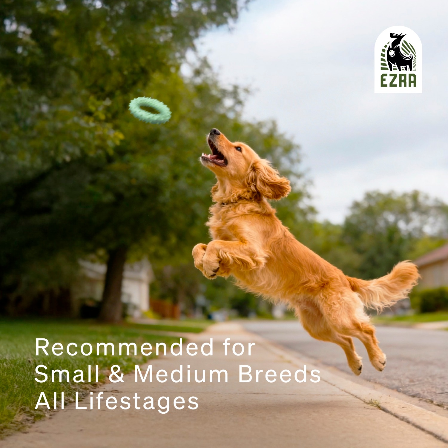 Ezra Play Spiky Small Ring - Green Rubber Toy