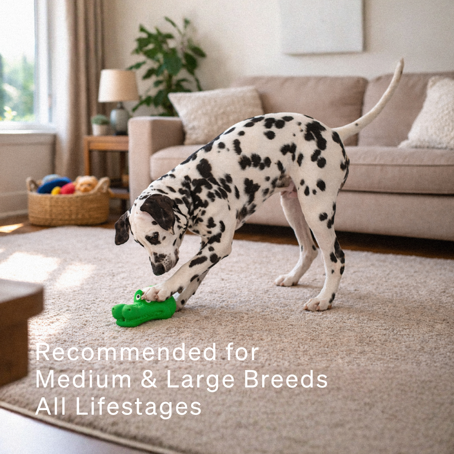 Ezra Play Crocodile - Green Rubber Toy