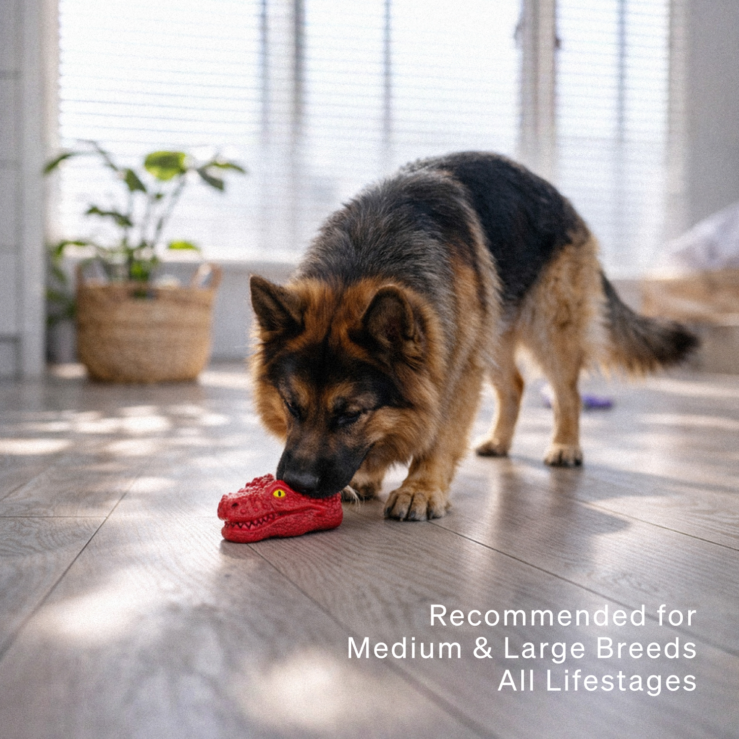 Ezra Play Crocodile - Red Rubber Toy