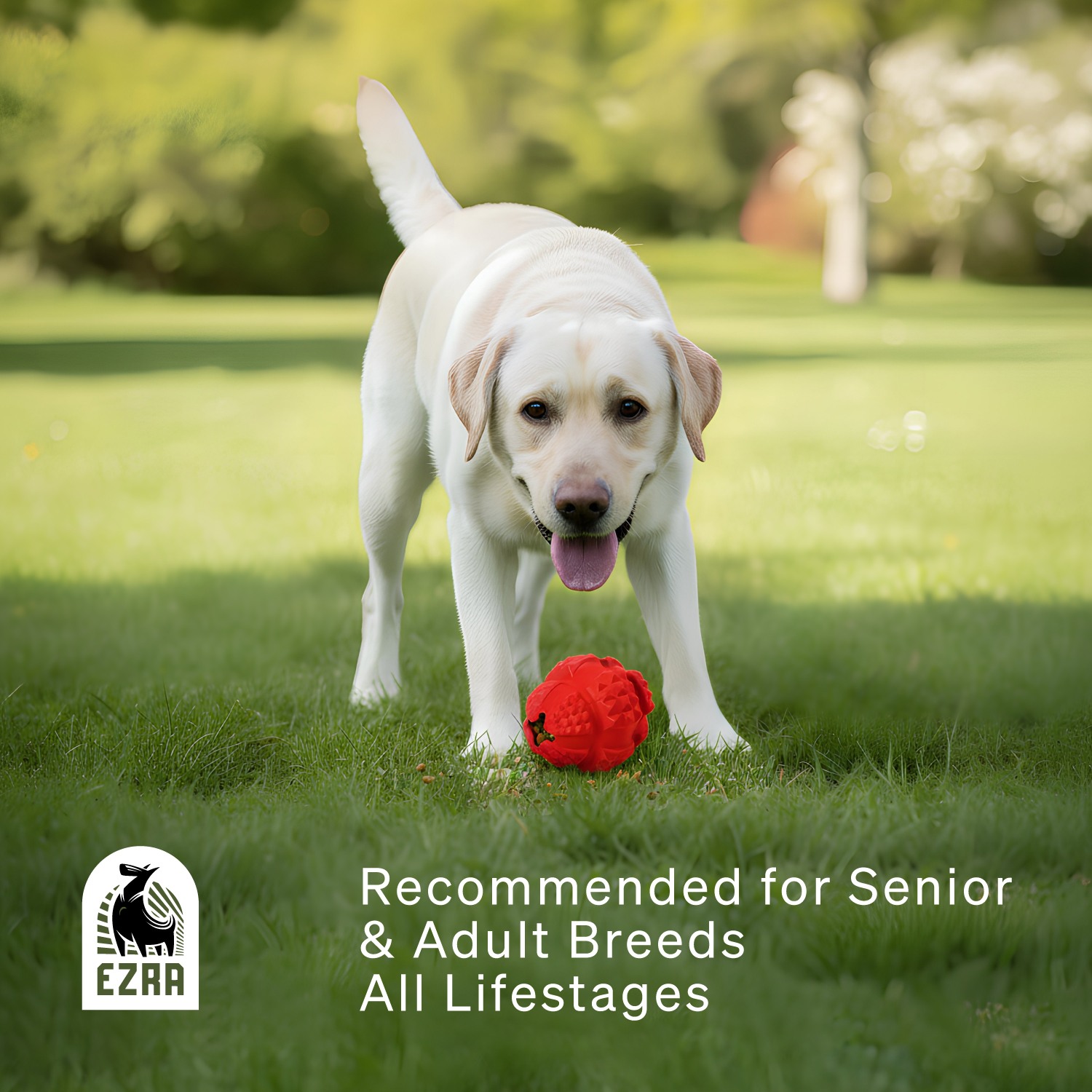 Ezra Play Treat Balloon - Red Rubber Toy