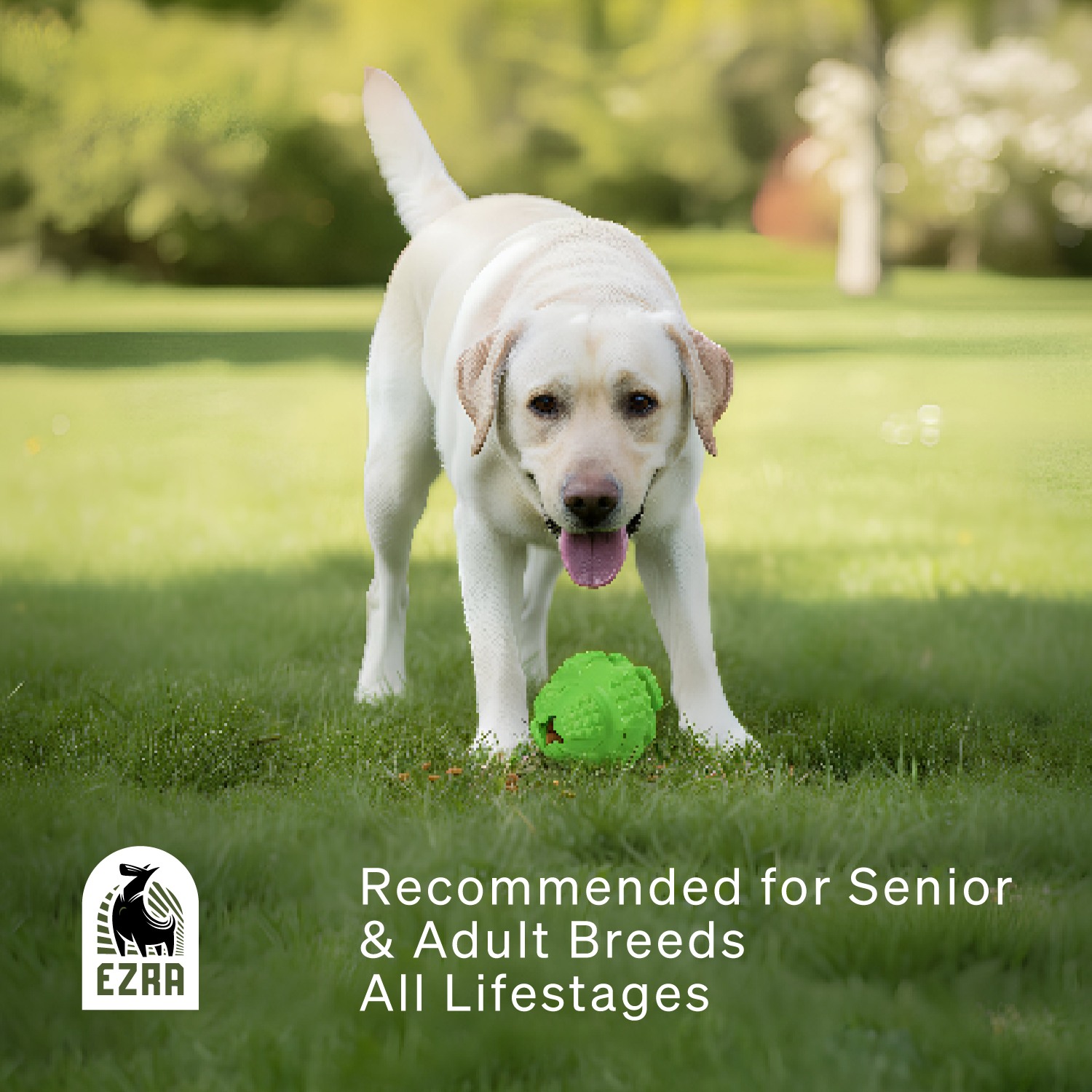 Ezra Play Treat Balloon - Green Rubber Toy