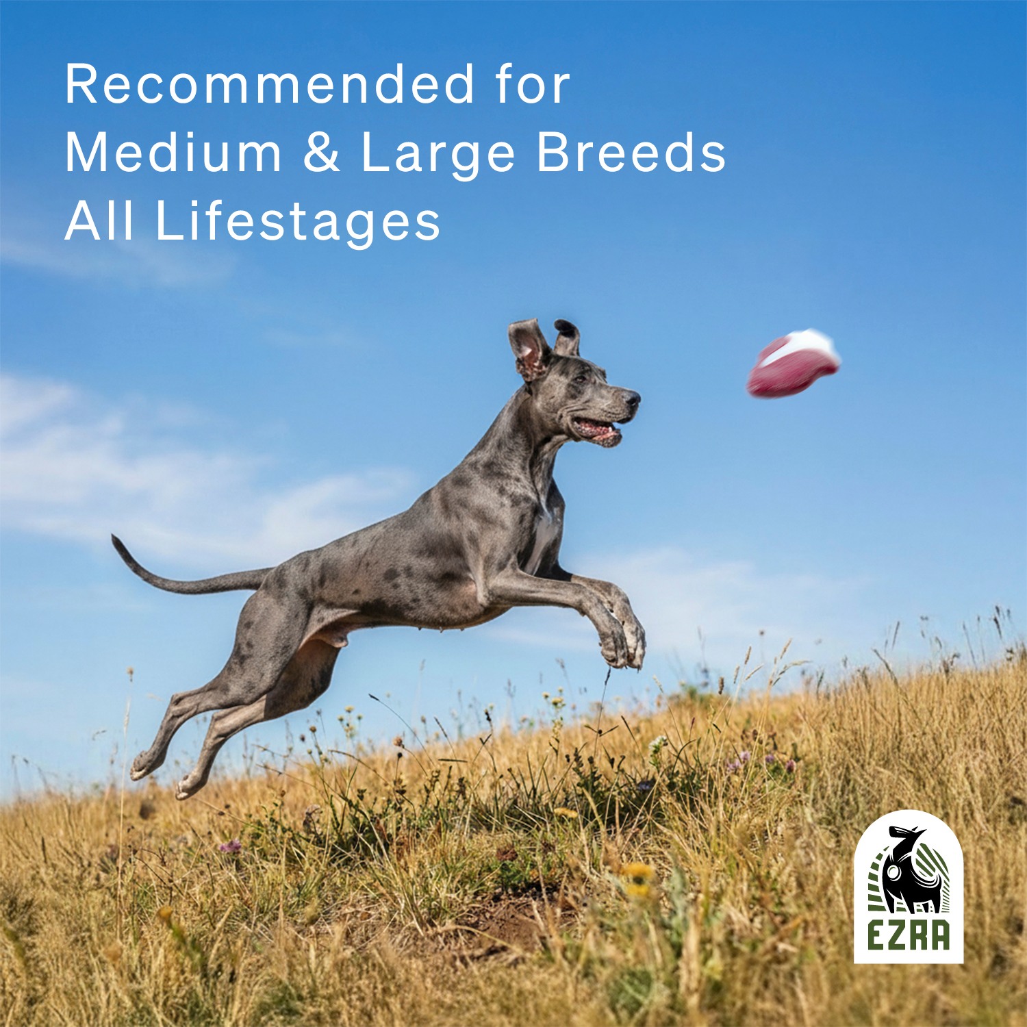 Ezra Play Gizzard Toy