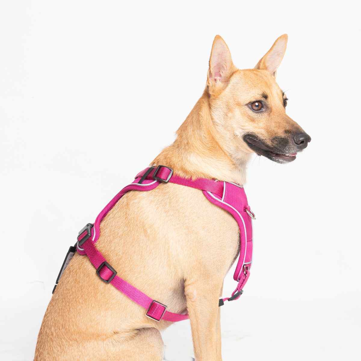 Ezra Comfort Harness for Dogs, Violet (Medium)