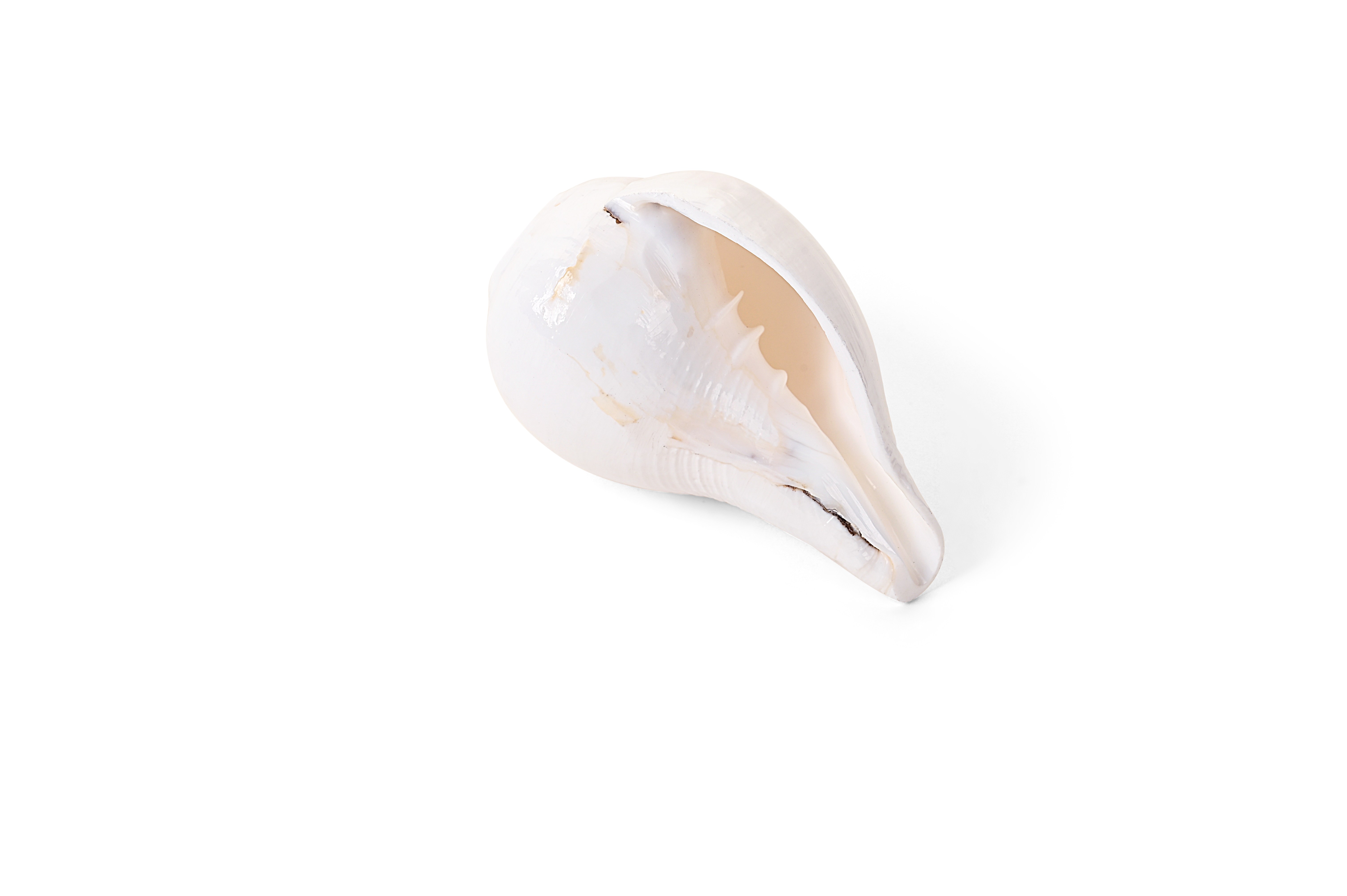 Shiv Ratan Kendra Original Baiwarthi Shankh / Conch Shell For Pooja- 100% Natural
