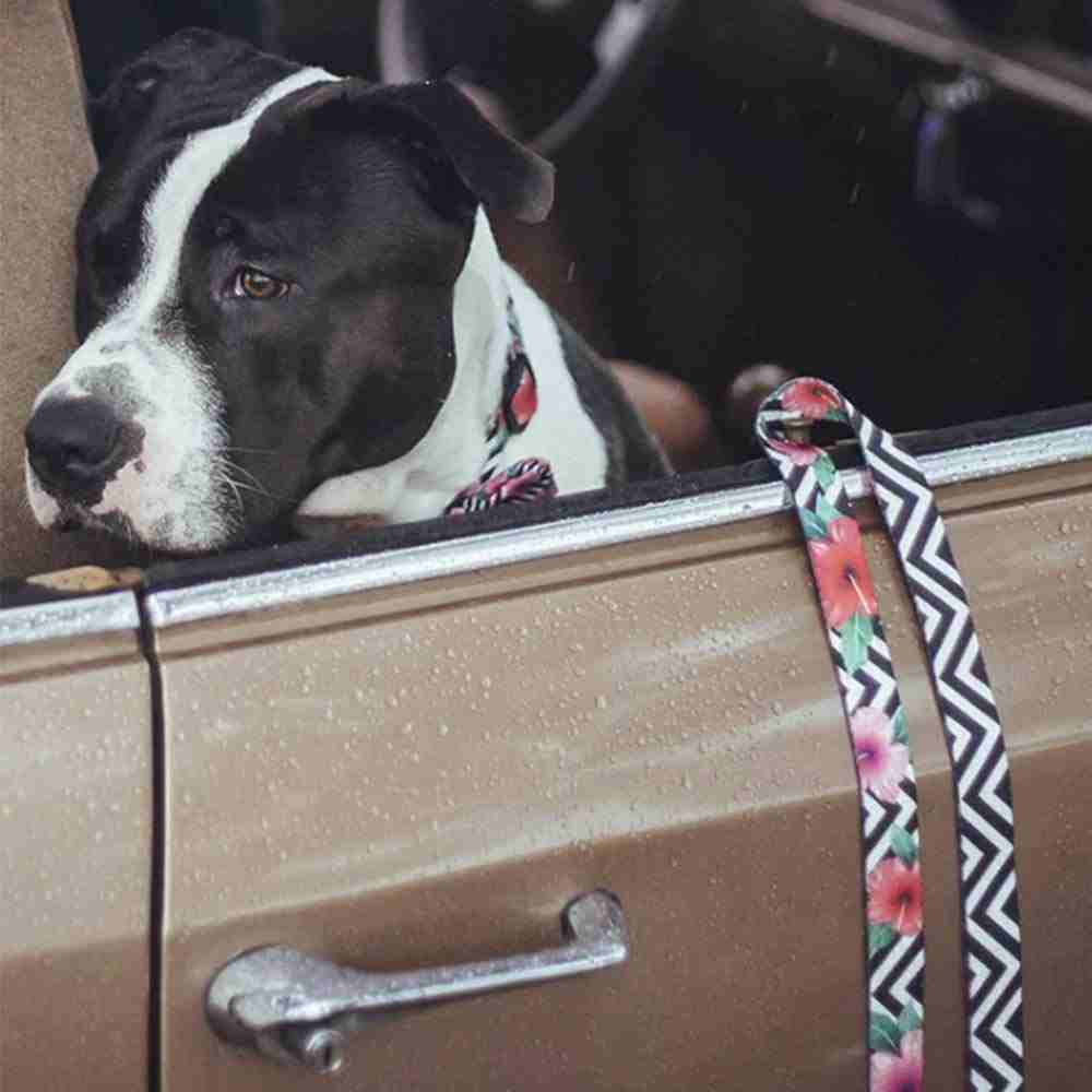 Zee.Dog Mahalo Leash for Dogs