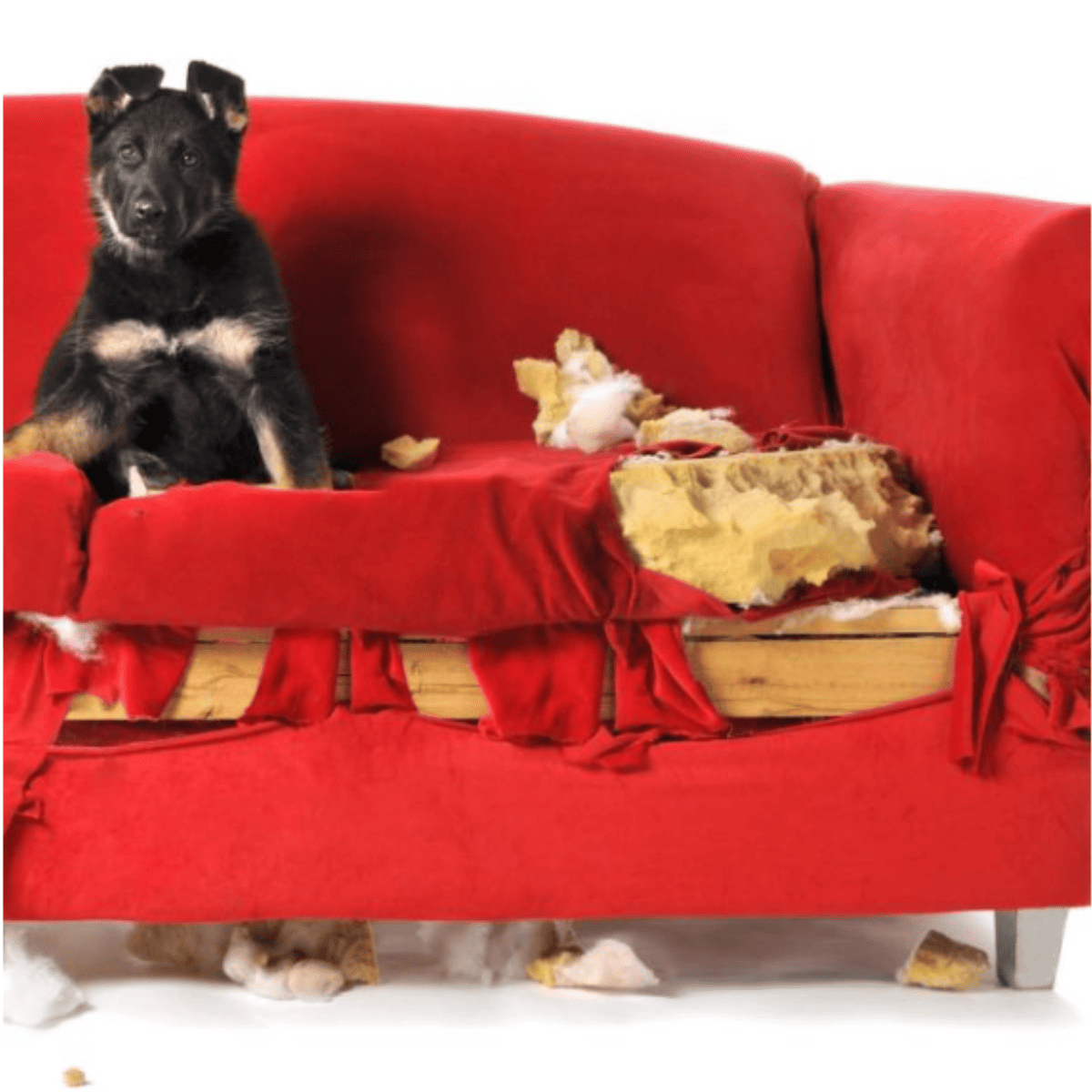 Simple Solution Chew Stopper – 500 ml