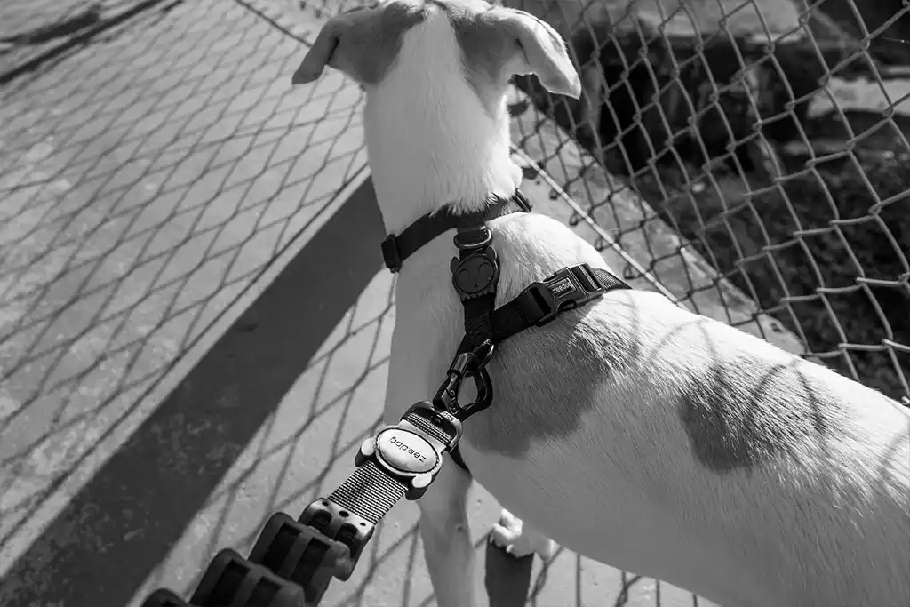 Zee.Dog Gotham H-Harness for Dogs