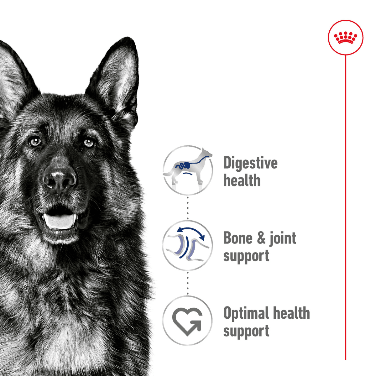 Royal Canin Maxi Adult Wet Dog Food - 140 g