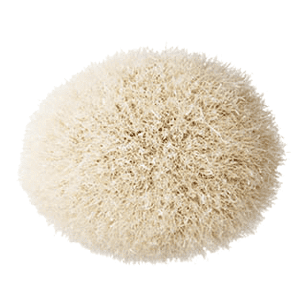 168S Large Angled Contour Brush