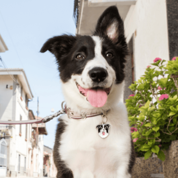 Black Labrador Name Tag