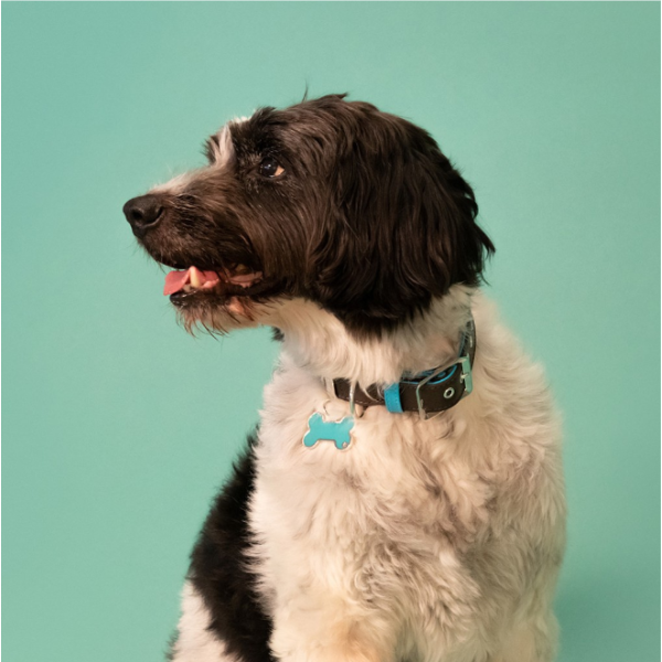 Camouflage Green Large Bone Name Tag