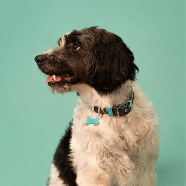 Rainbow Large Bone Name Tag