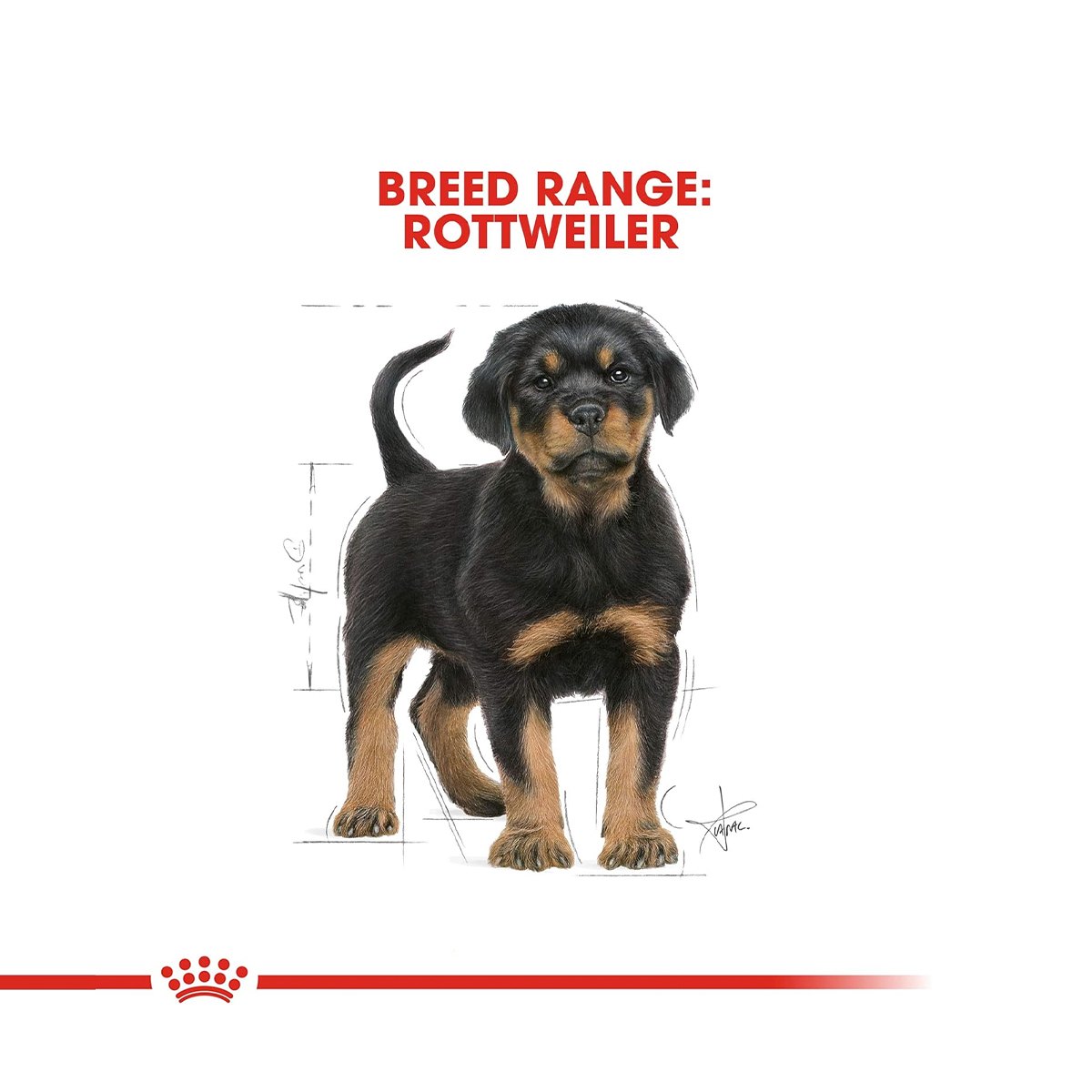 Royal Canin Rottweiler Puppy Dry Dog Food