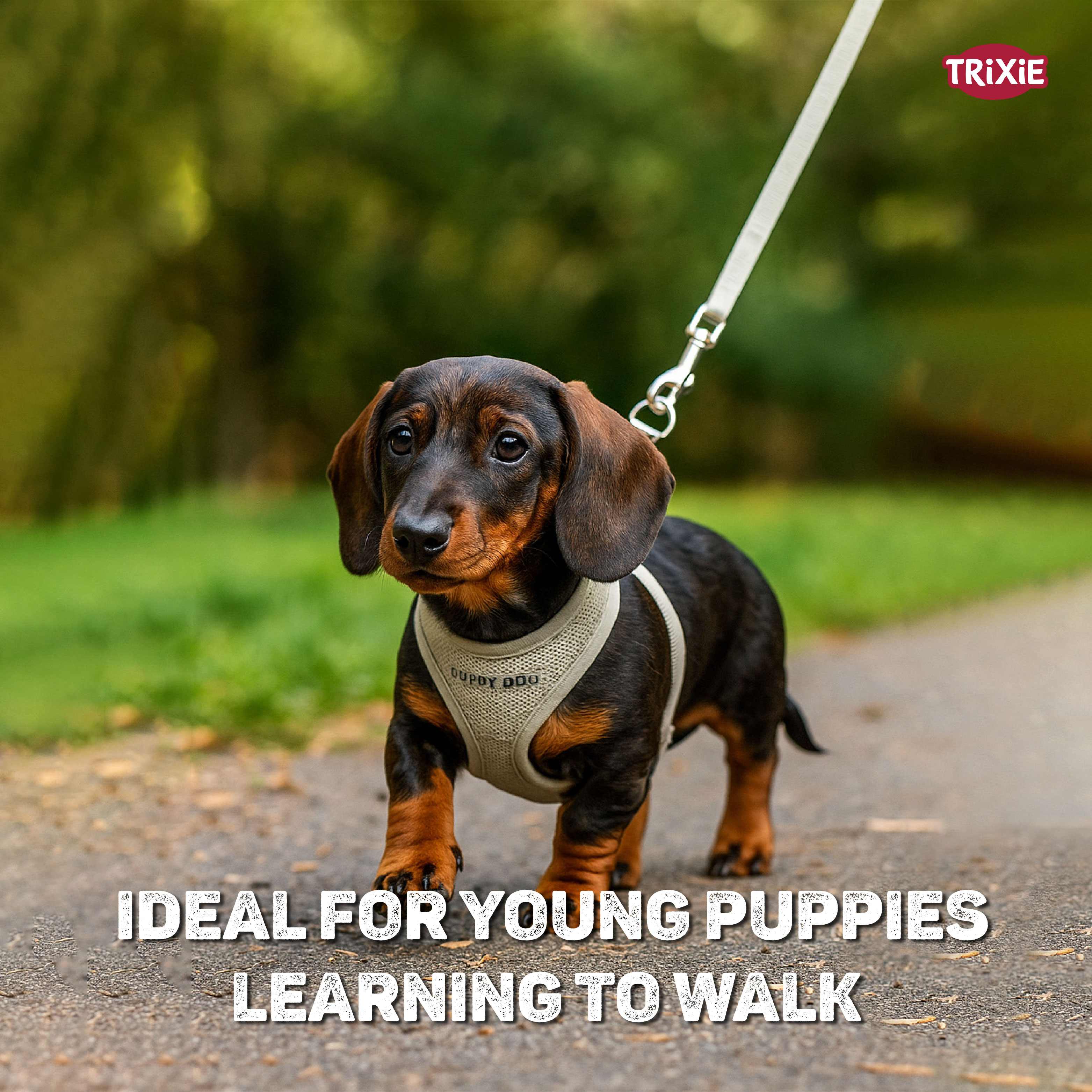 Trixie Junior Puppy Soft Harness with Leash (S–M: 26–34 cm/10 mm, 2.00 m, Light Grey)