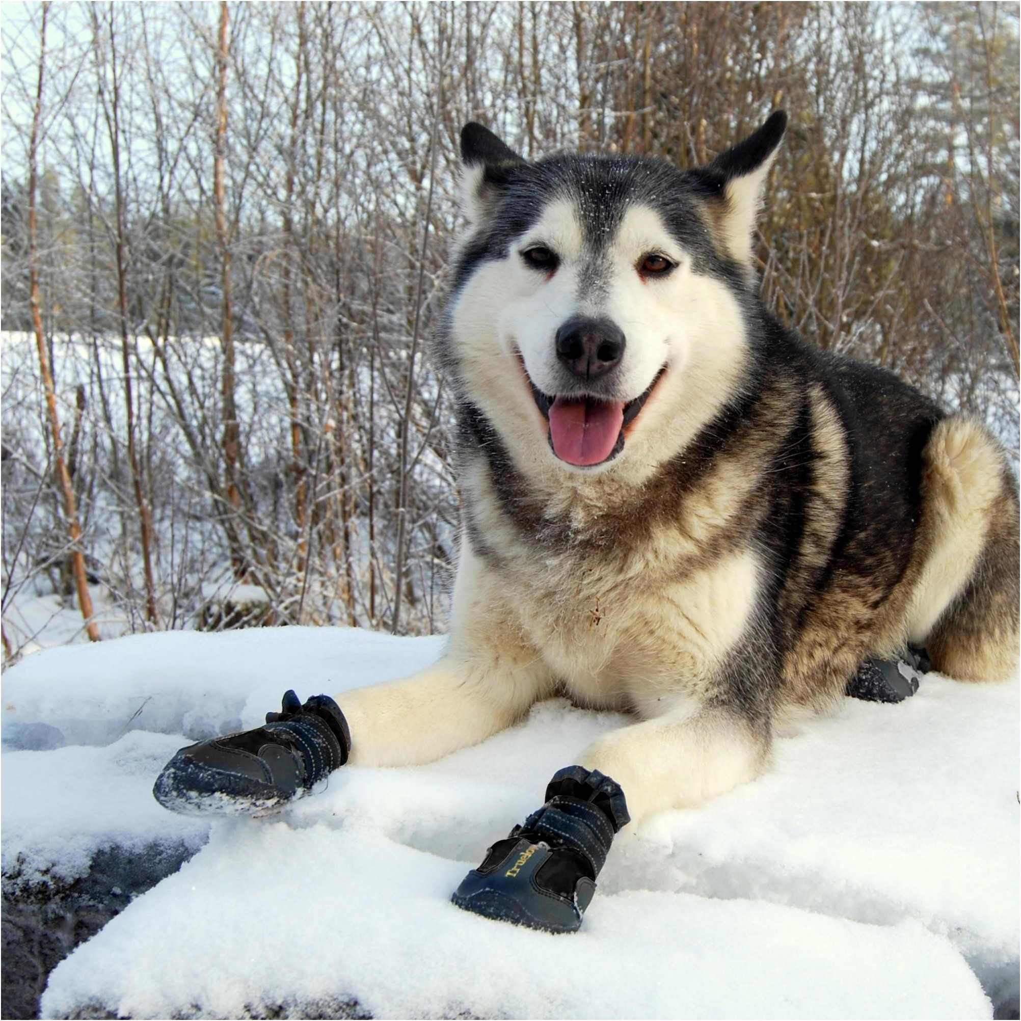 Truelove Waterproof Boots for Dogs, Black