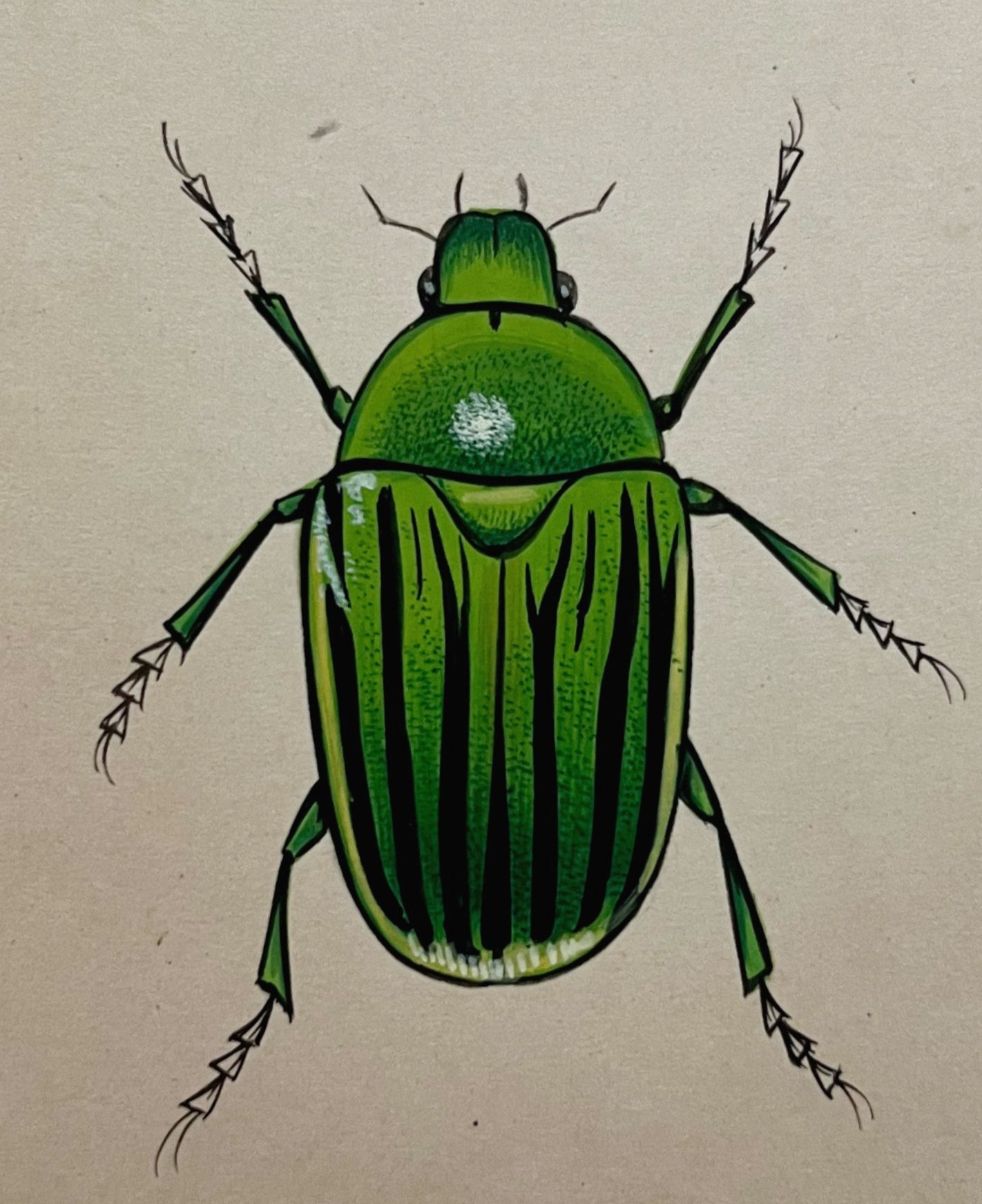 Insects Miniature Painting On Antique card