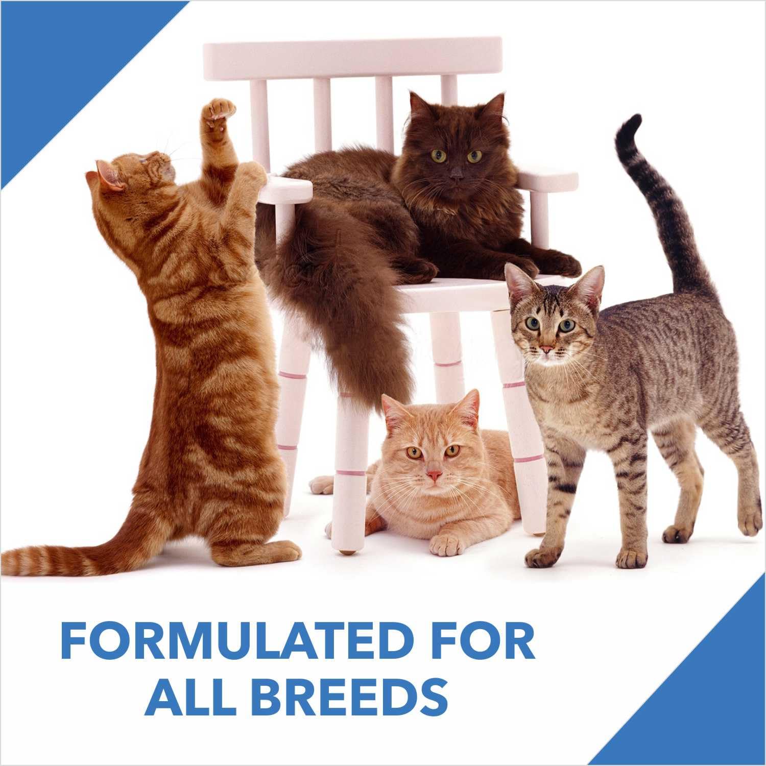 Drools Ocean Fish Adult Cat Dry Food