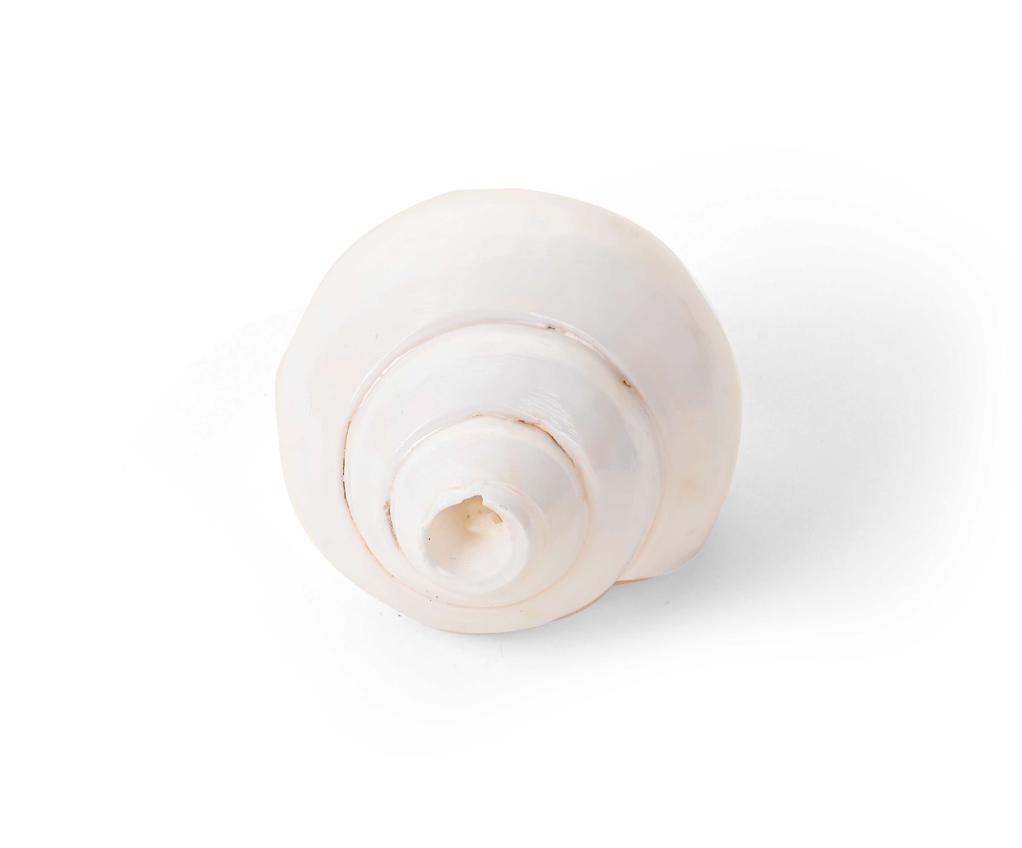 Shiv Ratan Kendra Genuine Quality Baiwarthi Shankh/Conch Shell For Prayer
