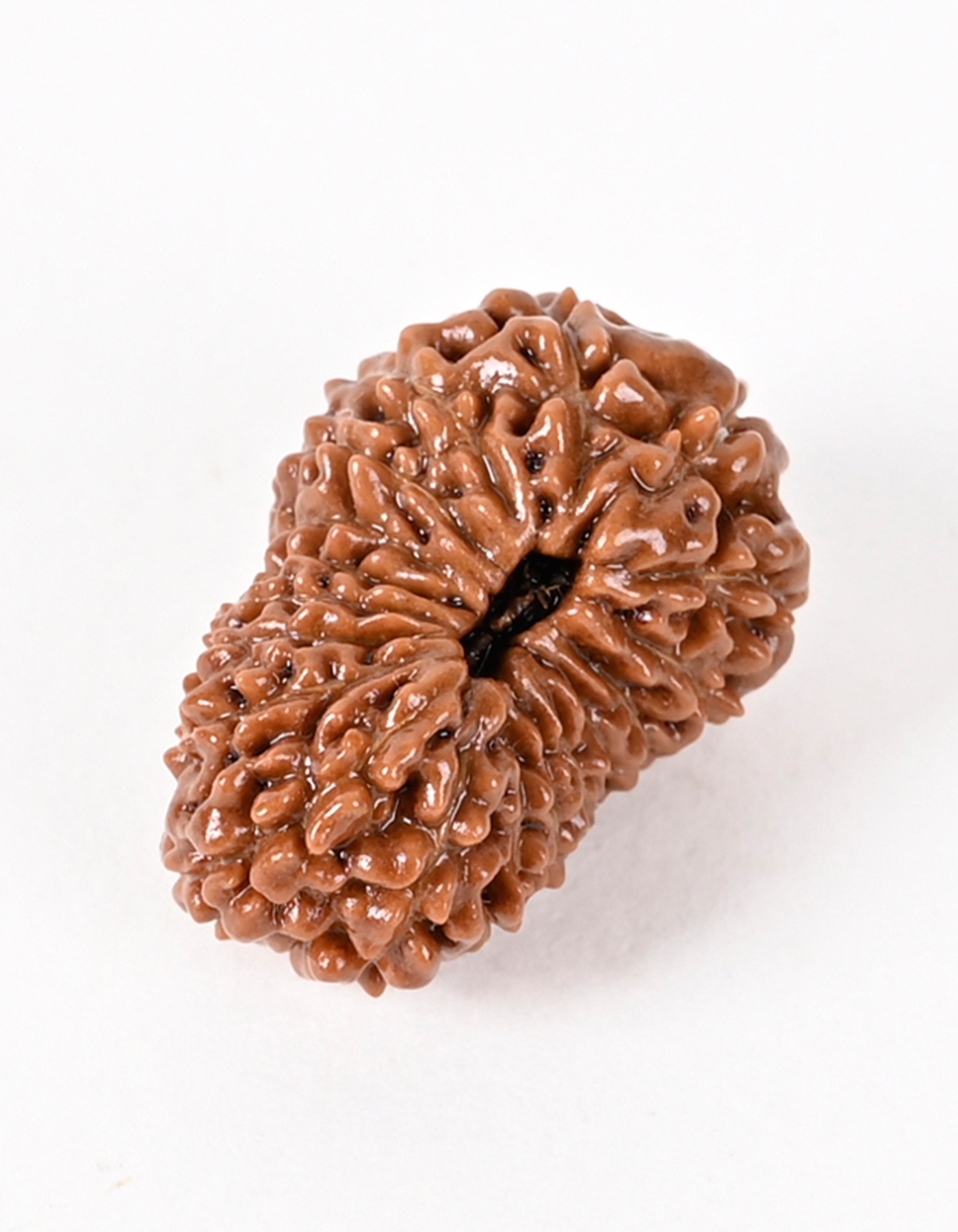 Shiv Ratan Kendra 19 Mukhi Java Origin Rudraksha Bead - Cures Anxiety & Depression
