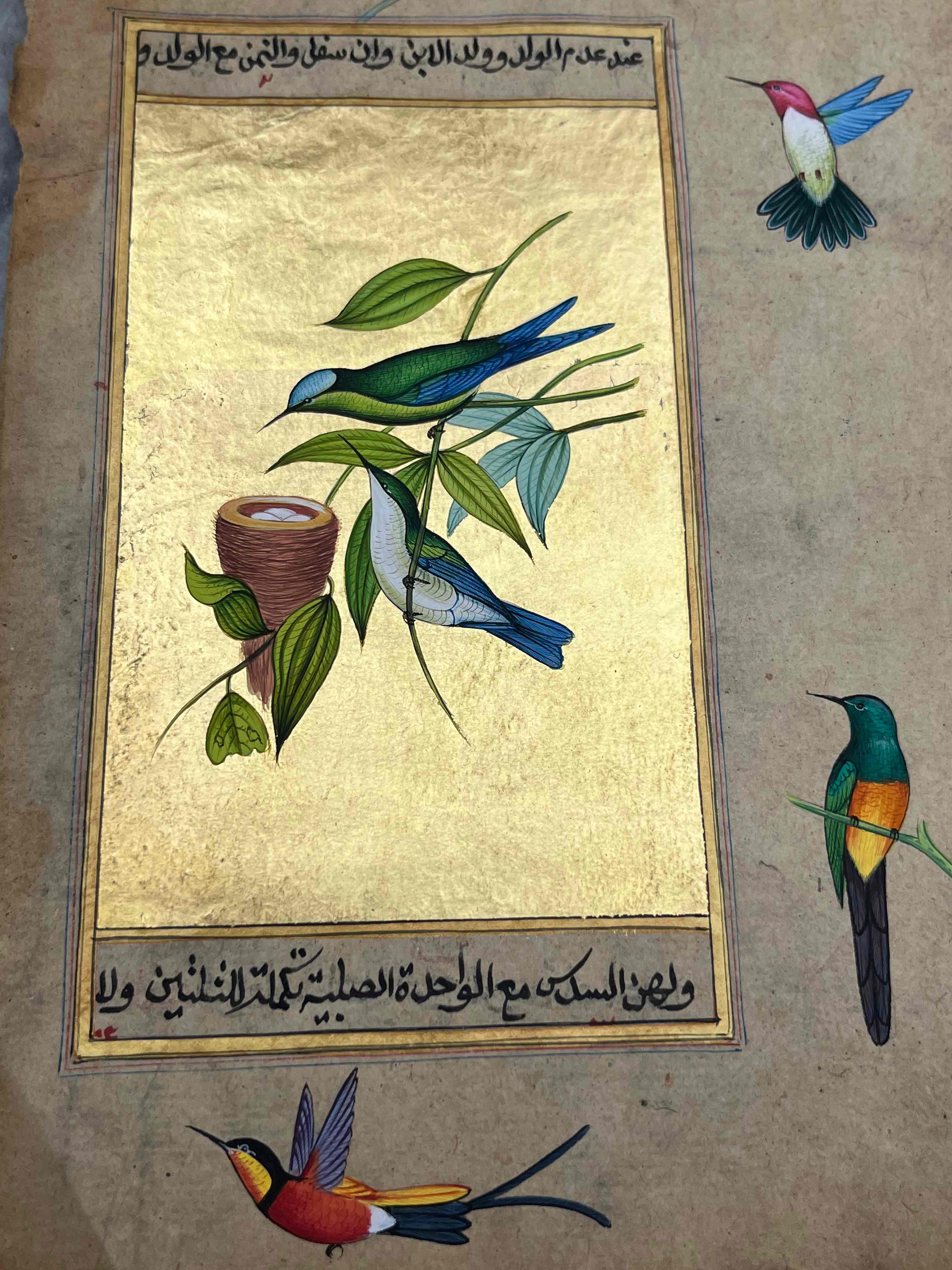 Humming Bird Miniature Painting
