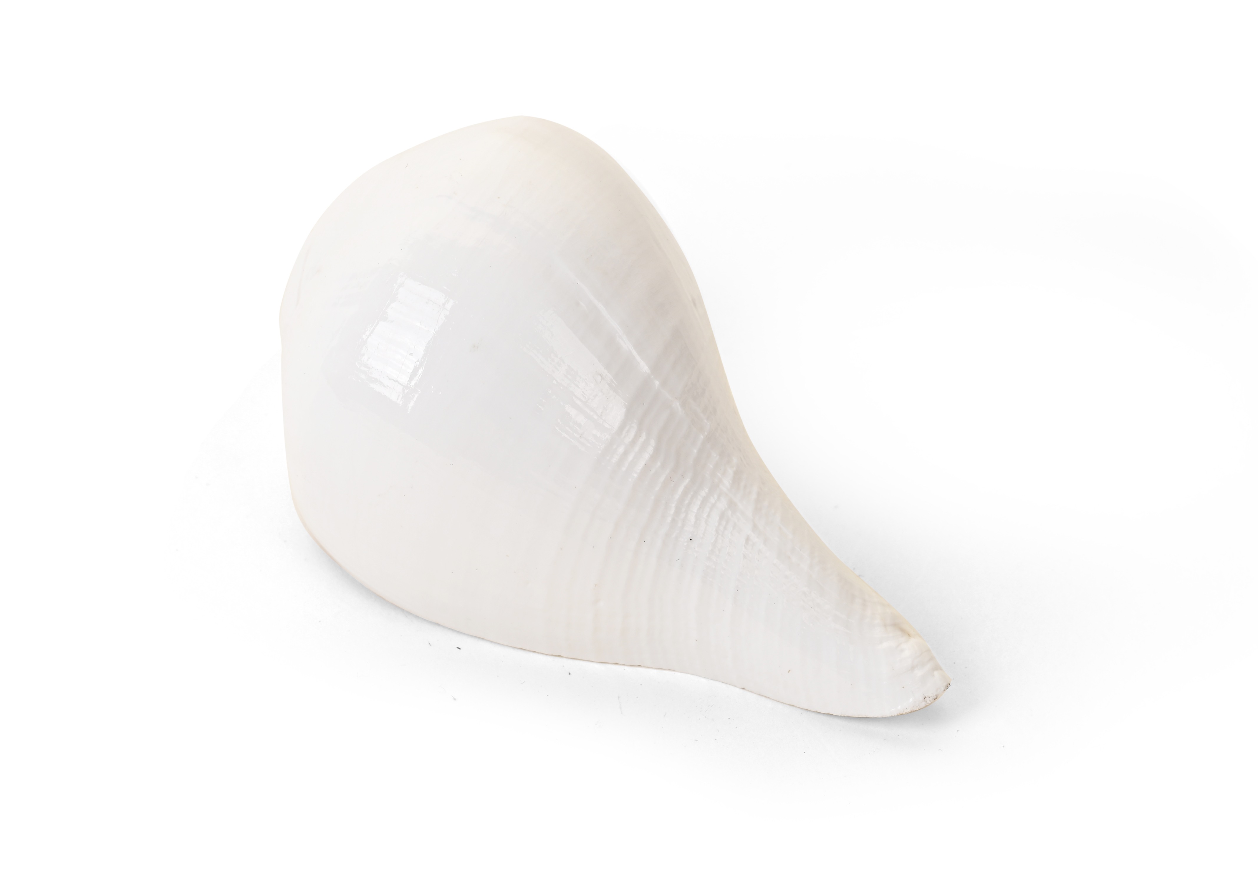 Genuine Quality Shankh
