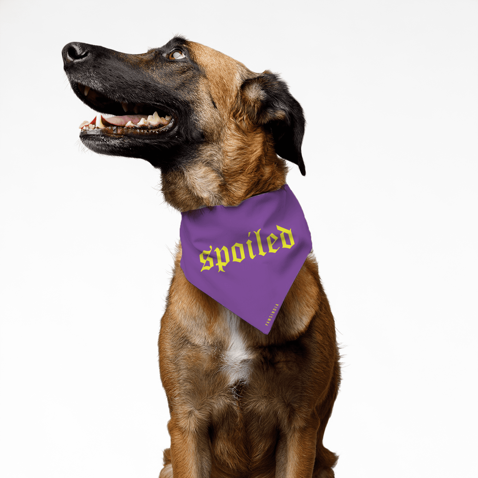 PawsIndia Pet Bandana - Spoiled