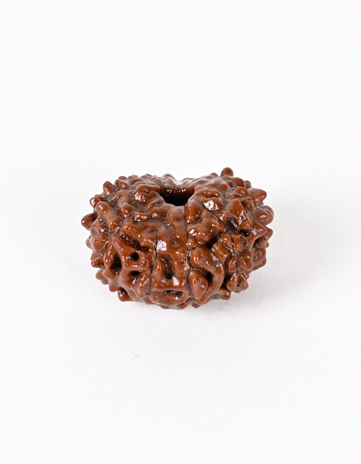 Shiv Ratan Kendra 11 Mukhi Nepali Origin Special Quality Rudraksha Bead - Enhances Fearlessness & Self-Confidence
