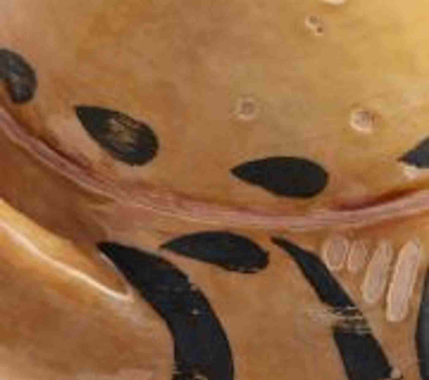 Shenandoah Vase
