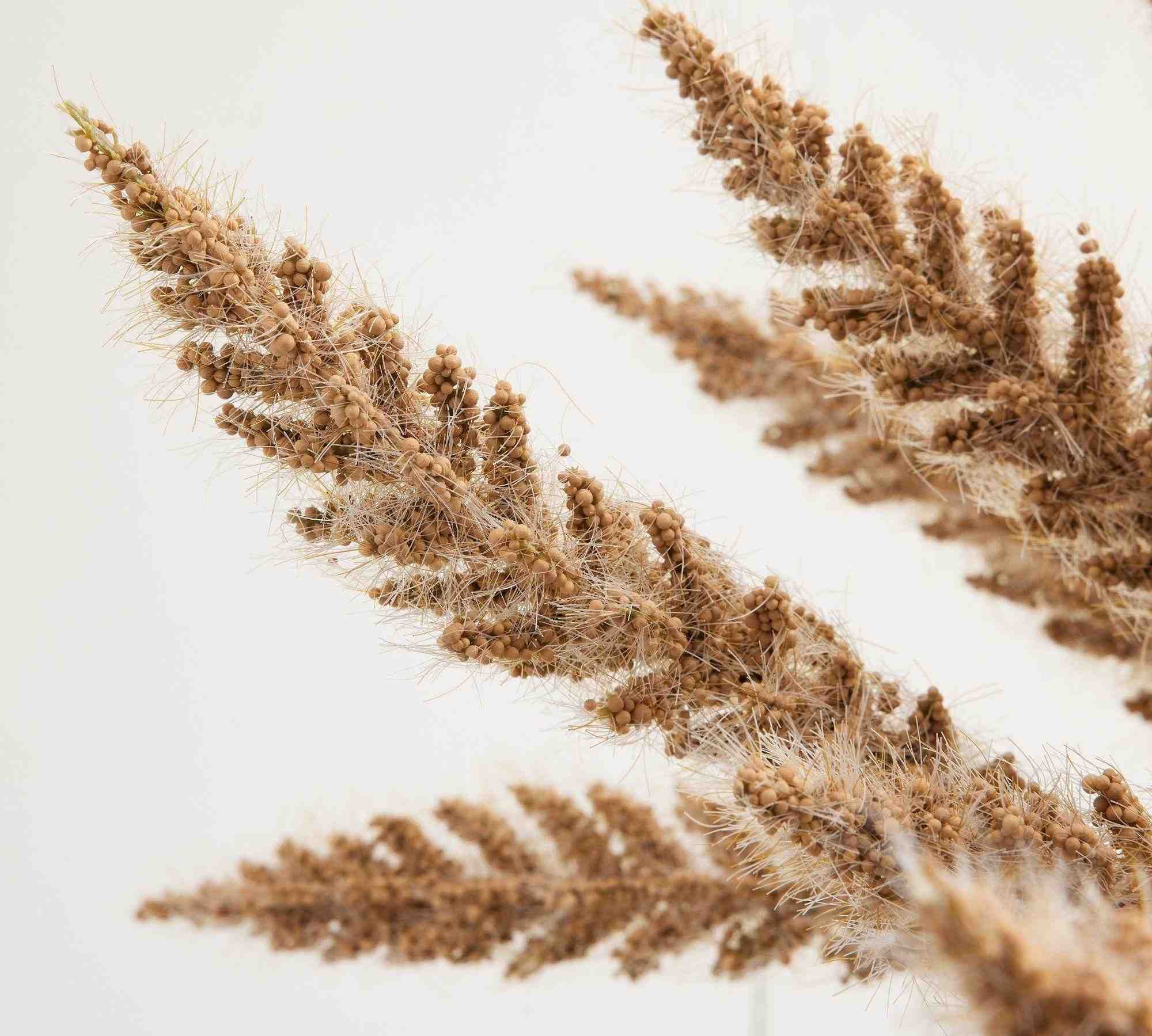 Faux Millet Bundle