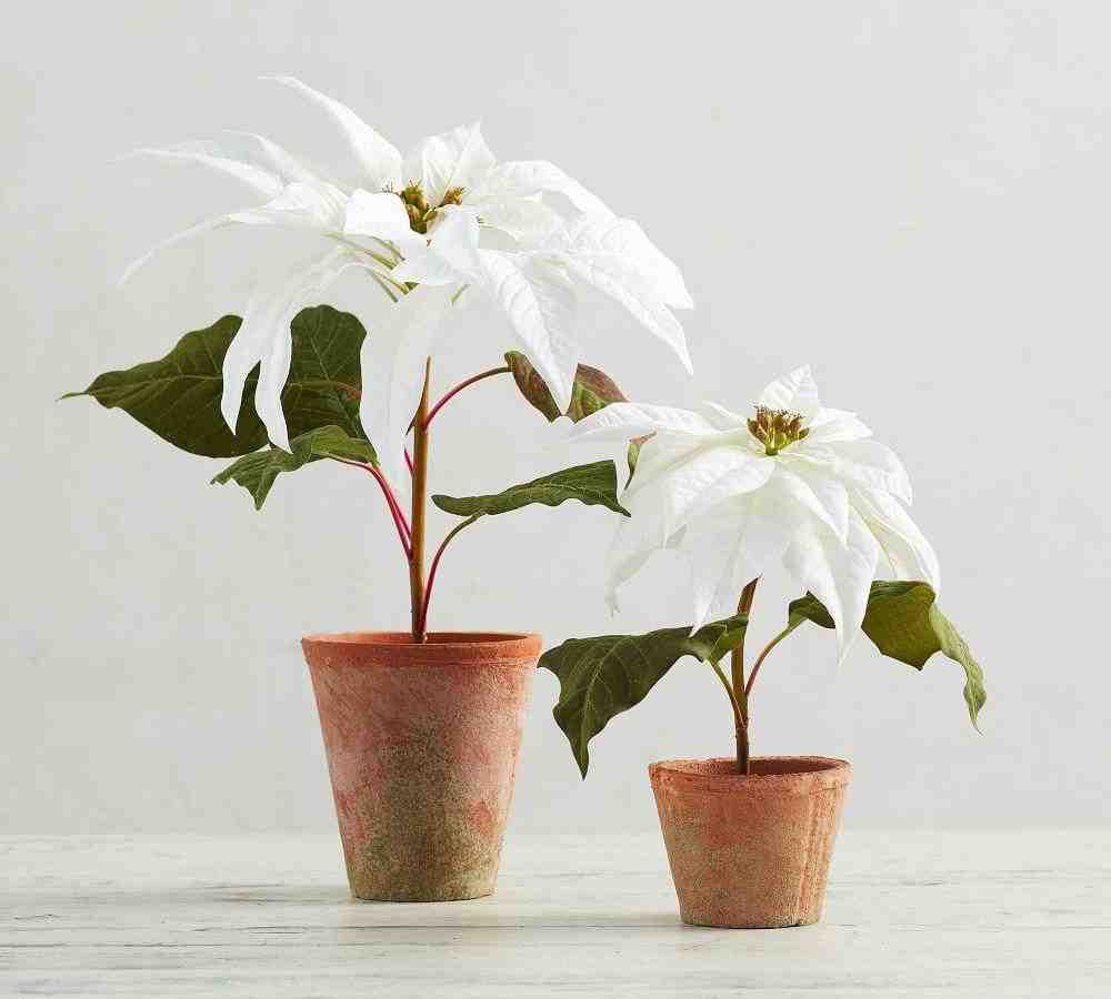 Faux Potted Poinsettias - White