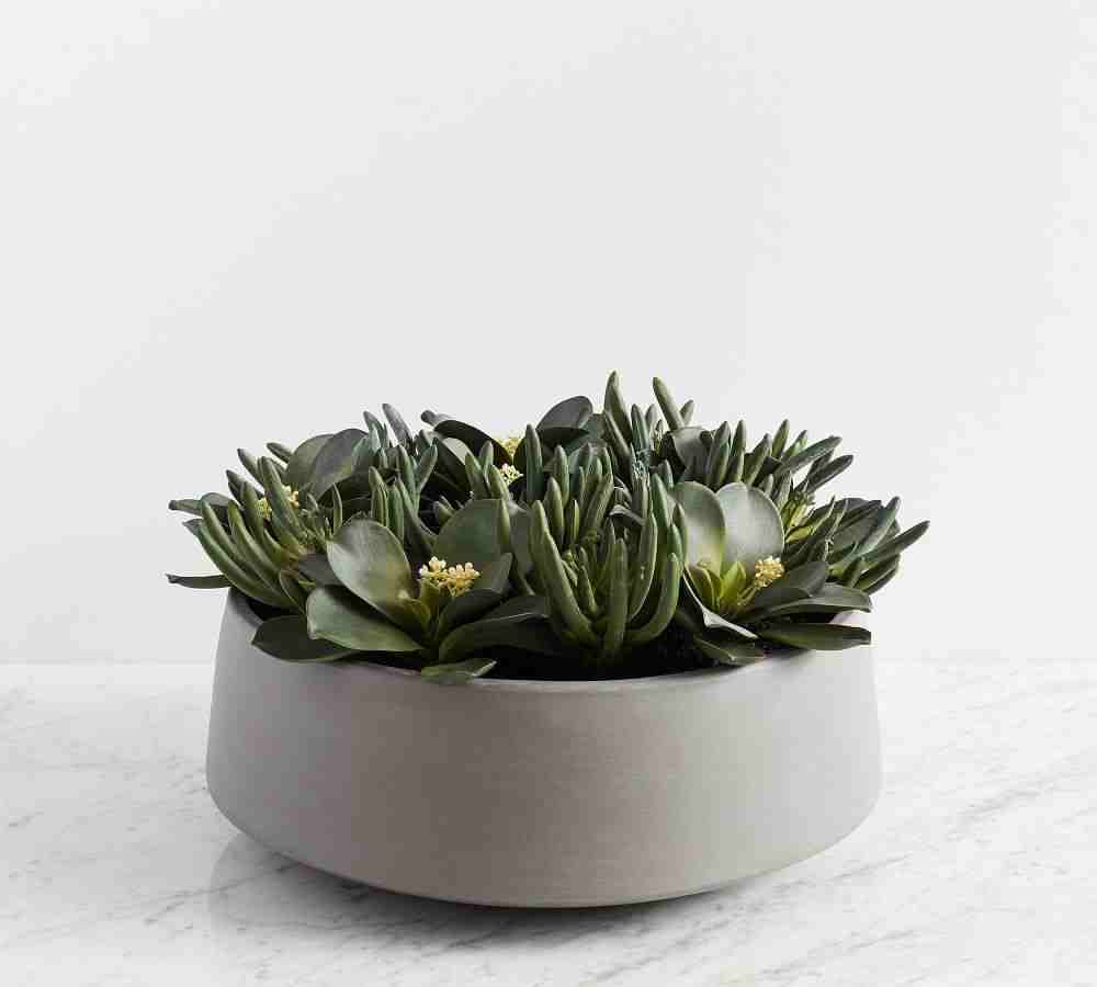 Composed Succulent Arrangement In Ceramic Planter