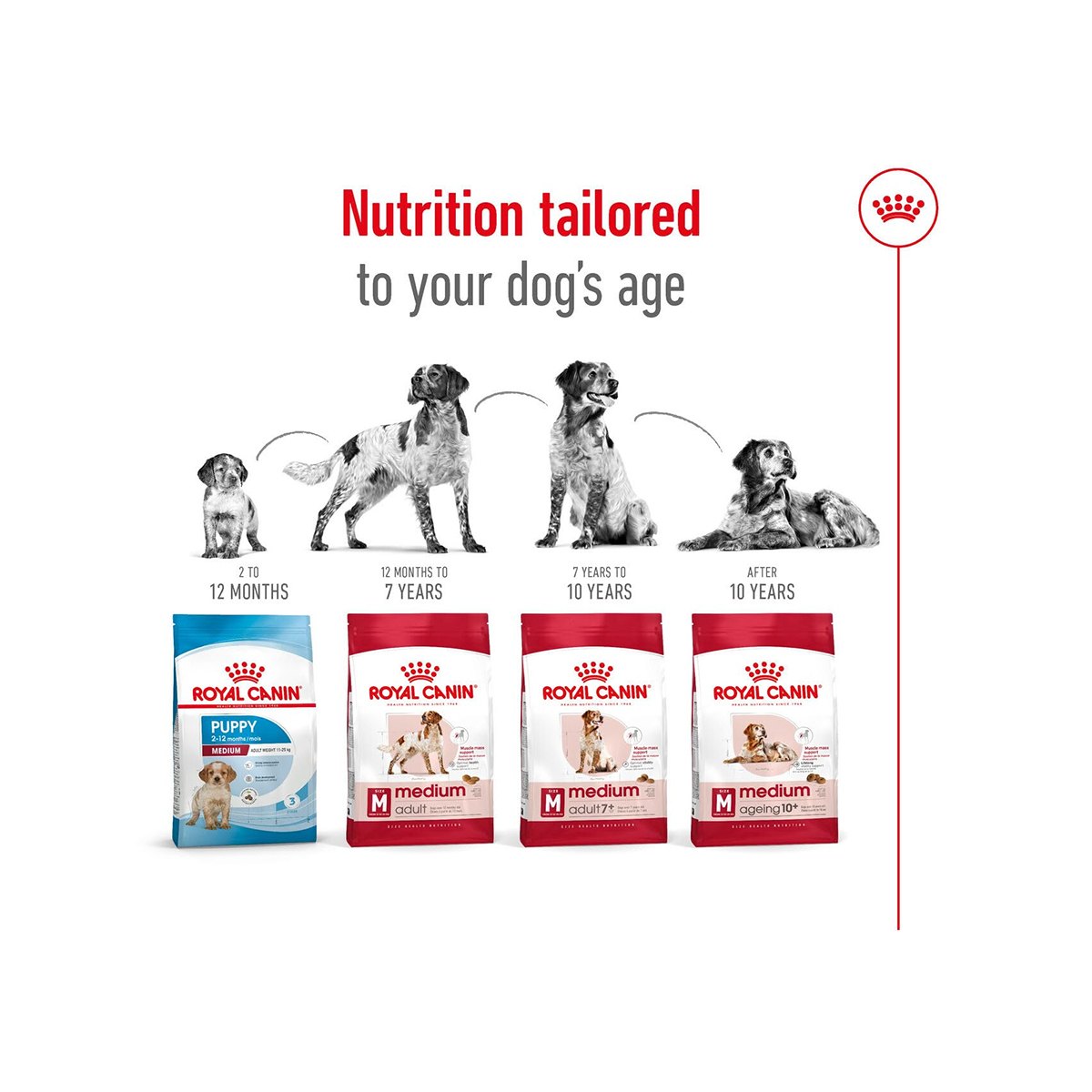 Royal Canin Medium Adult 4 Kg – (Best Before Jan’26)