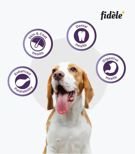 Fidele Plus Small & Medium Breed Adult Dry Dog Food