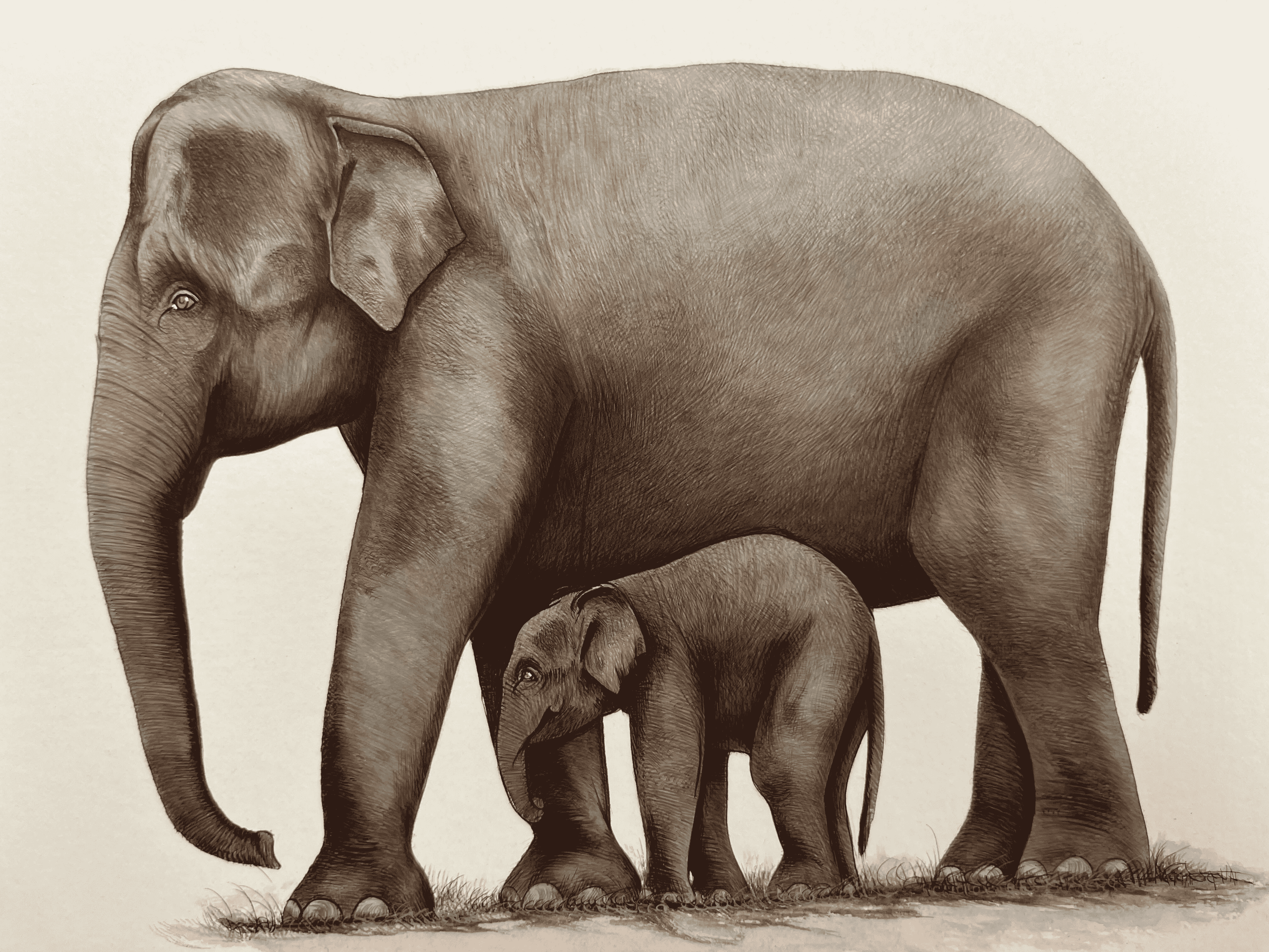 Elephant Mother son Depicting Love in Miniature Painting