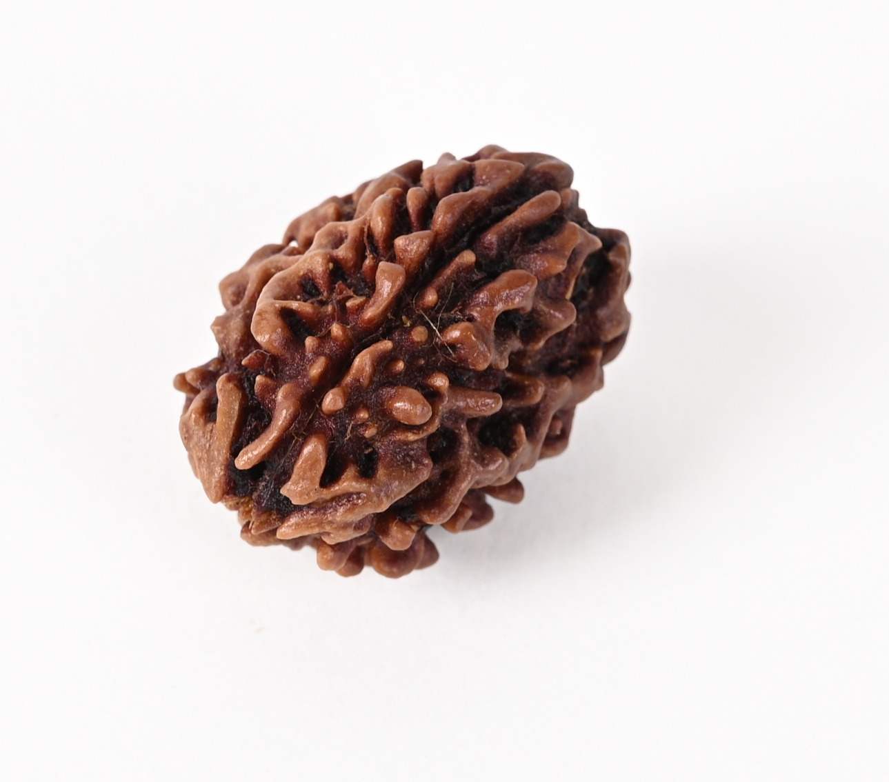 Shiv Ratan Kendra 3 Mukhi India Quality Rudraksha Bead- Enhances Self-Confidence & Removing Negativity I 100% Natural & Genuine Quality - Lab Certified