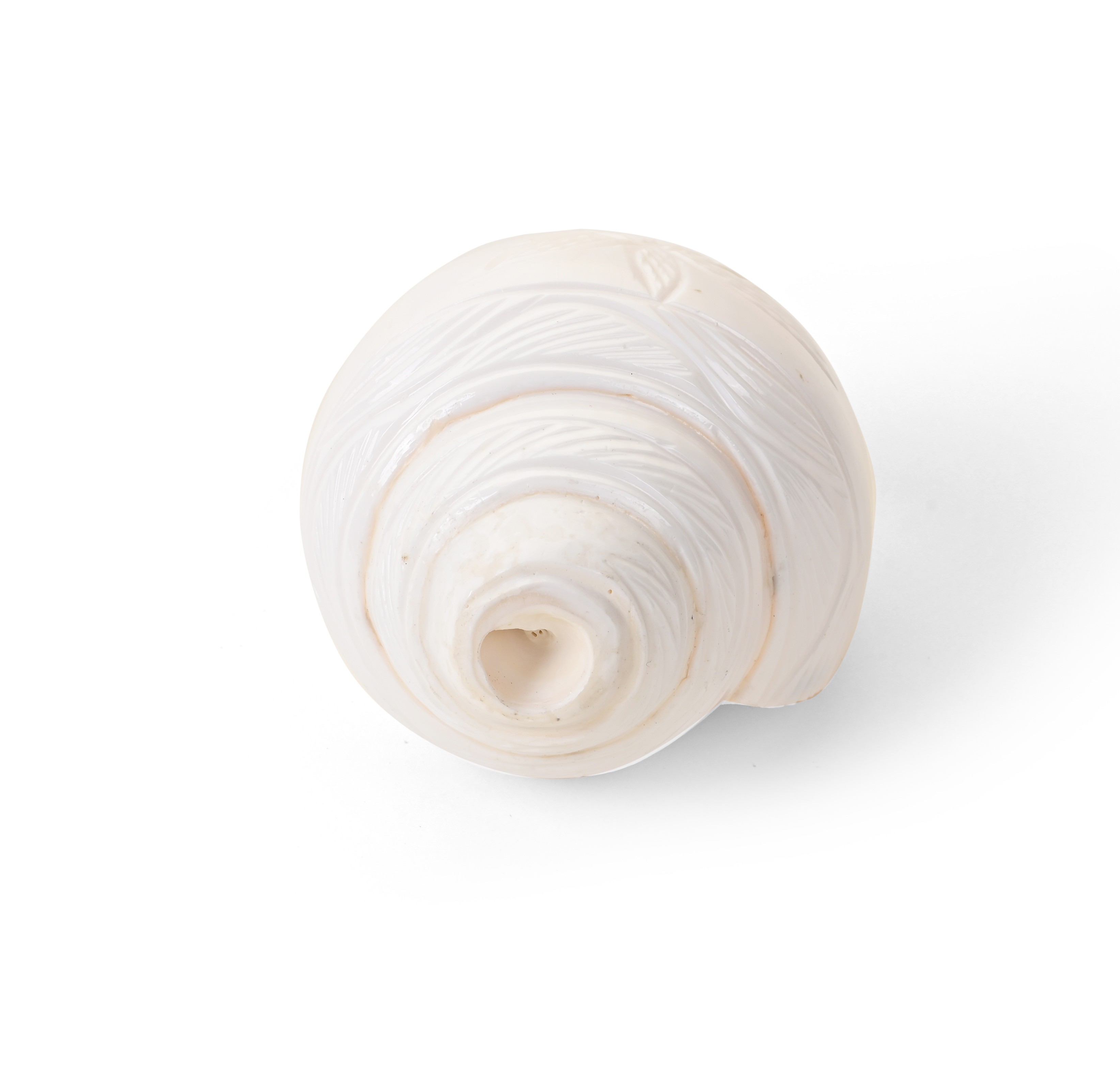 Genuine Quality Shankh