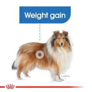 Royal Canin Maxi Light Weight Care - 3 Kg