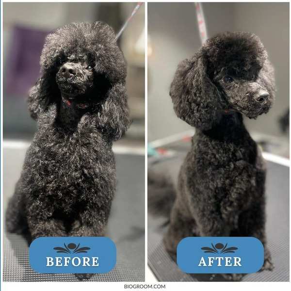 Bio-Groom Ultra Black Color Enhancer Shampoo